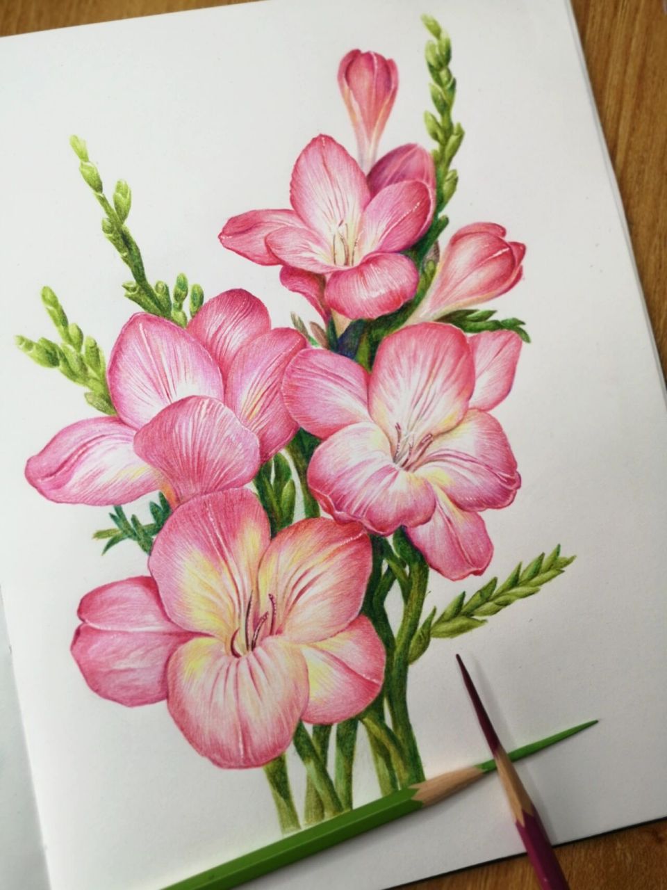 彩铅||花 香雪兰 基础教程 原创步骤图进分享 彩铅中怎么看都是迷惑了