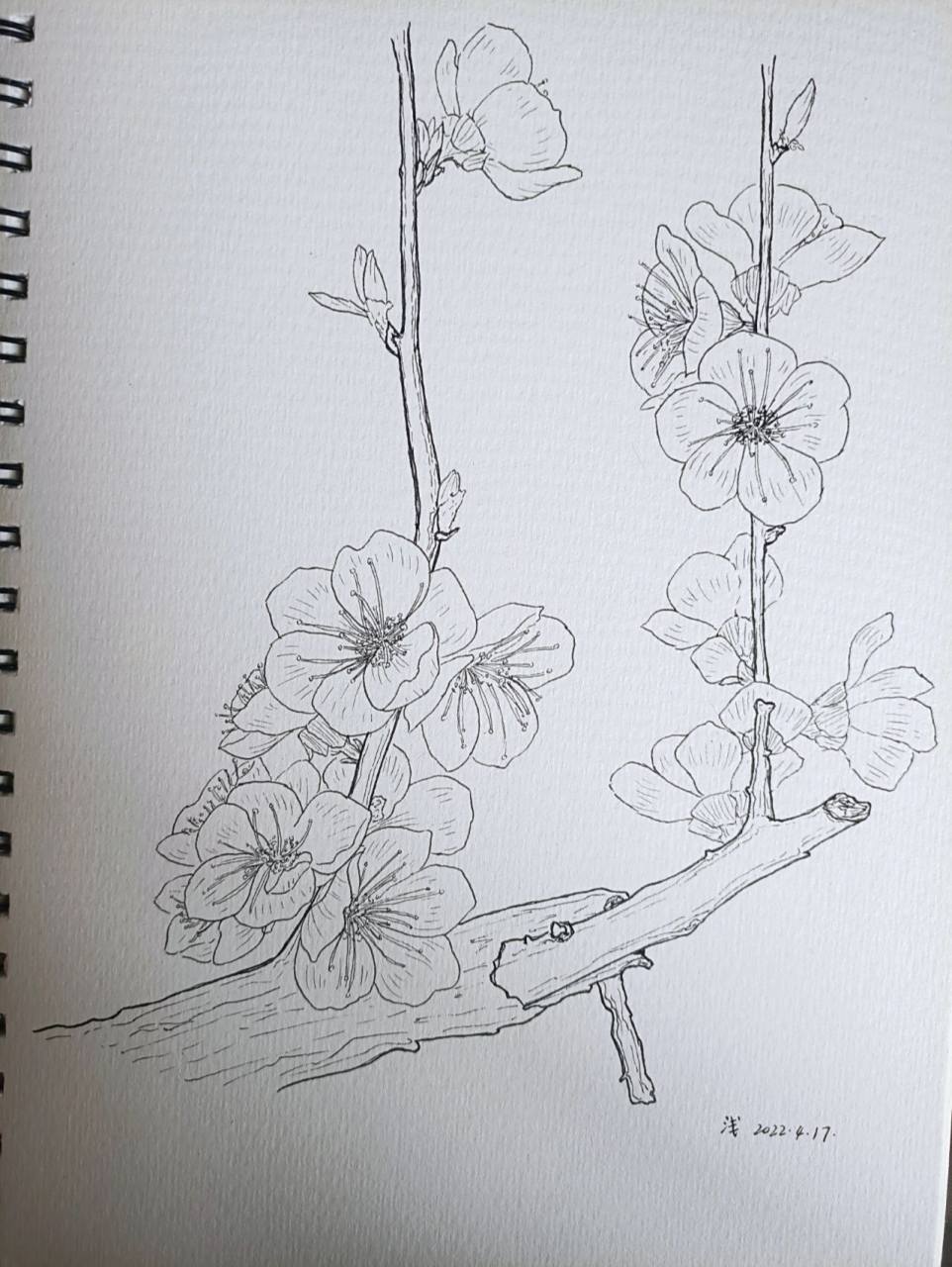 照片写生 杏花94(过程 照片)     刷到了别人拍的杏花94——这个