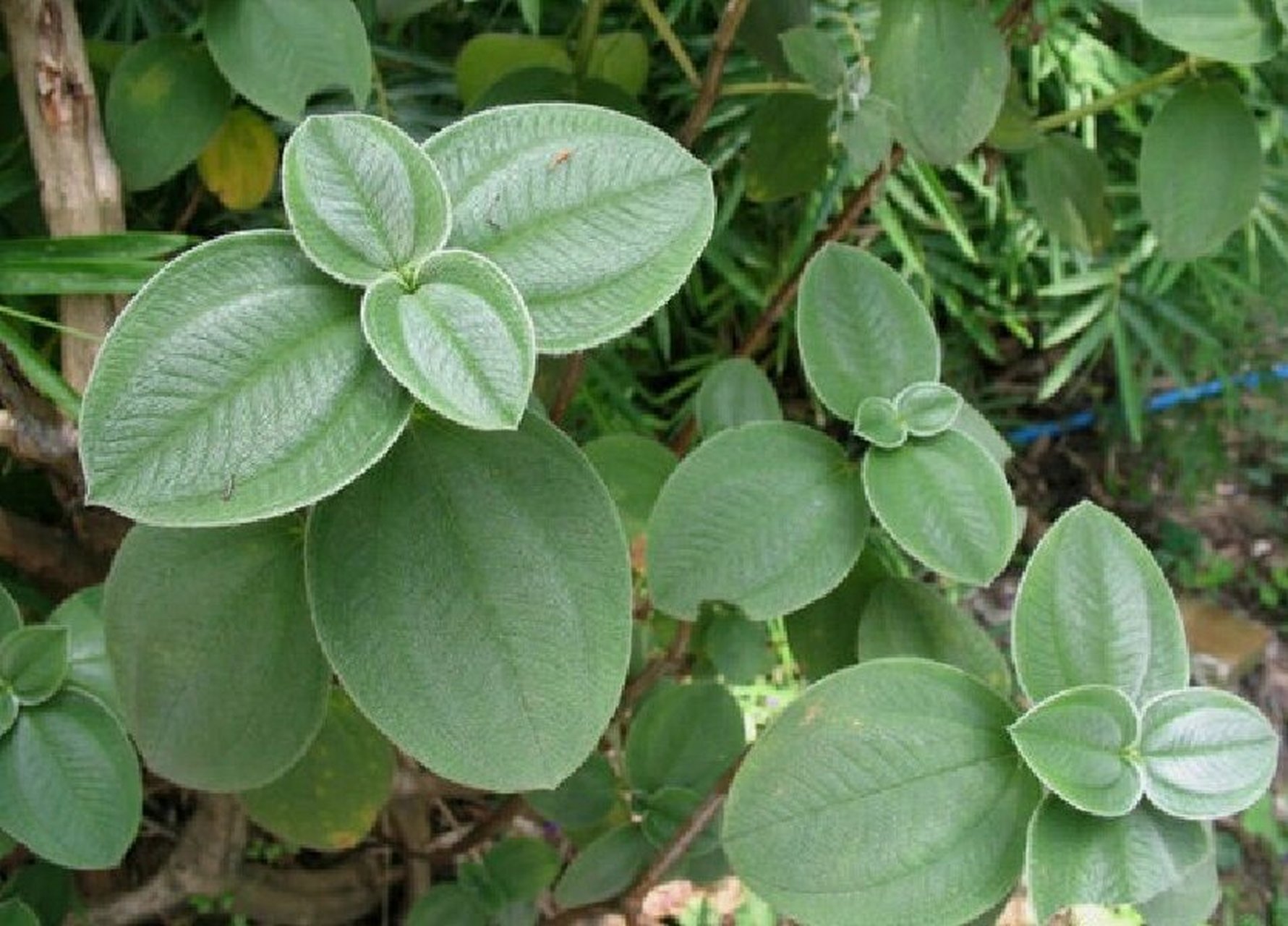 银毛野牡丹 常绿灌木 科属:野牡丹科(melastomataceae) 蒂牡花属