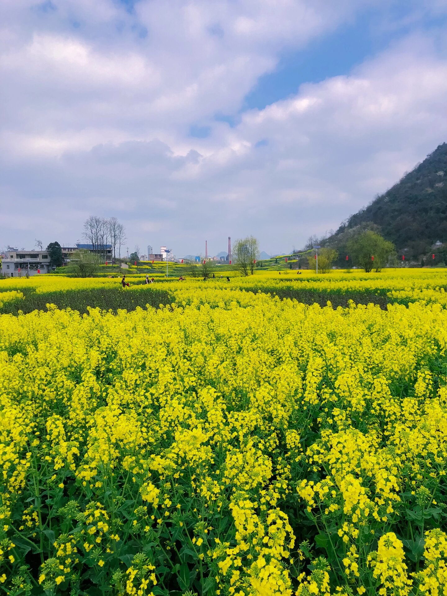 安顺油菜花景点在哪里图片