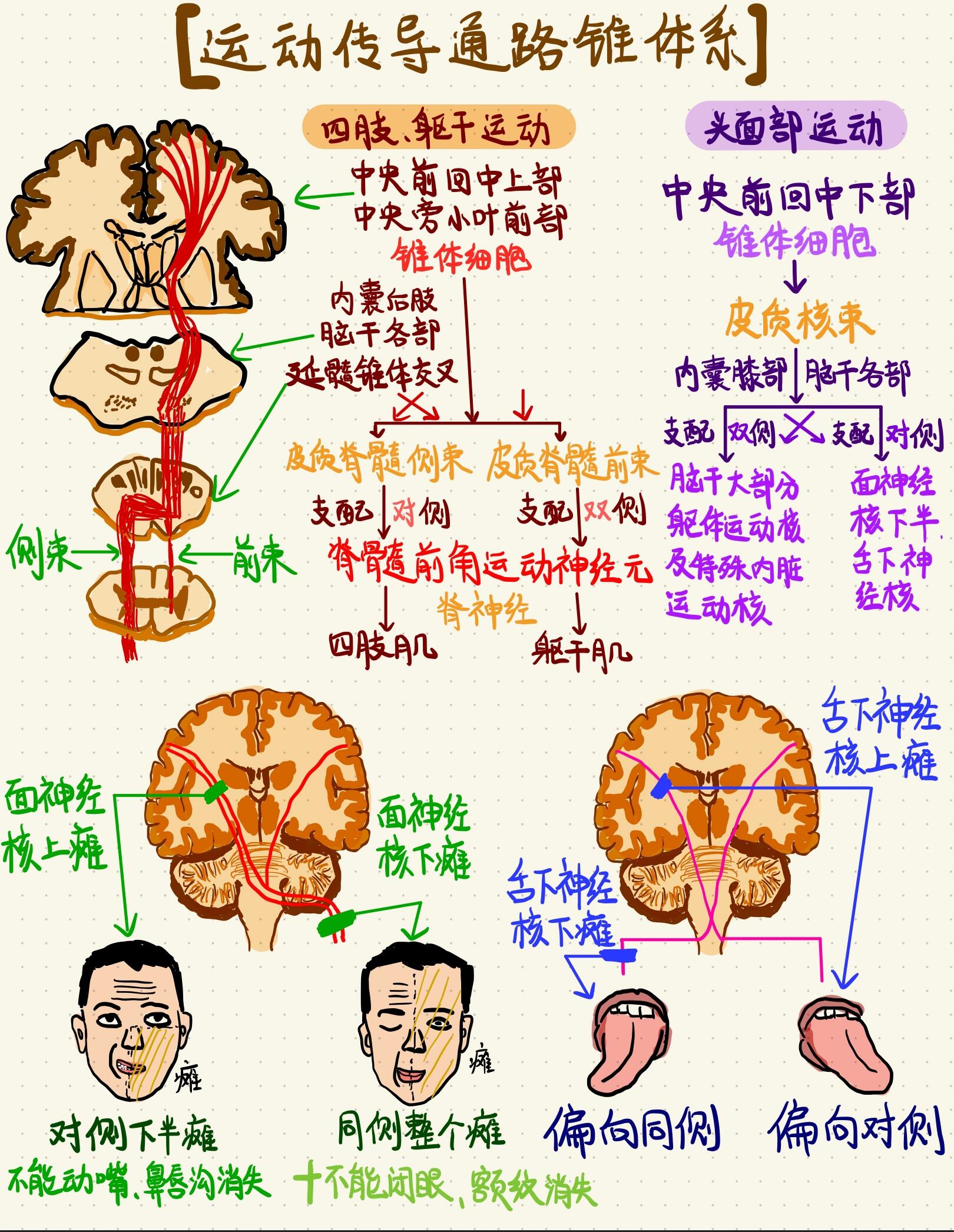 神经传导装置图片