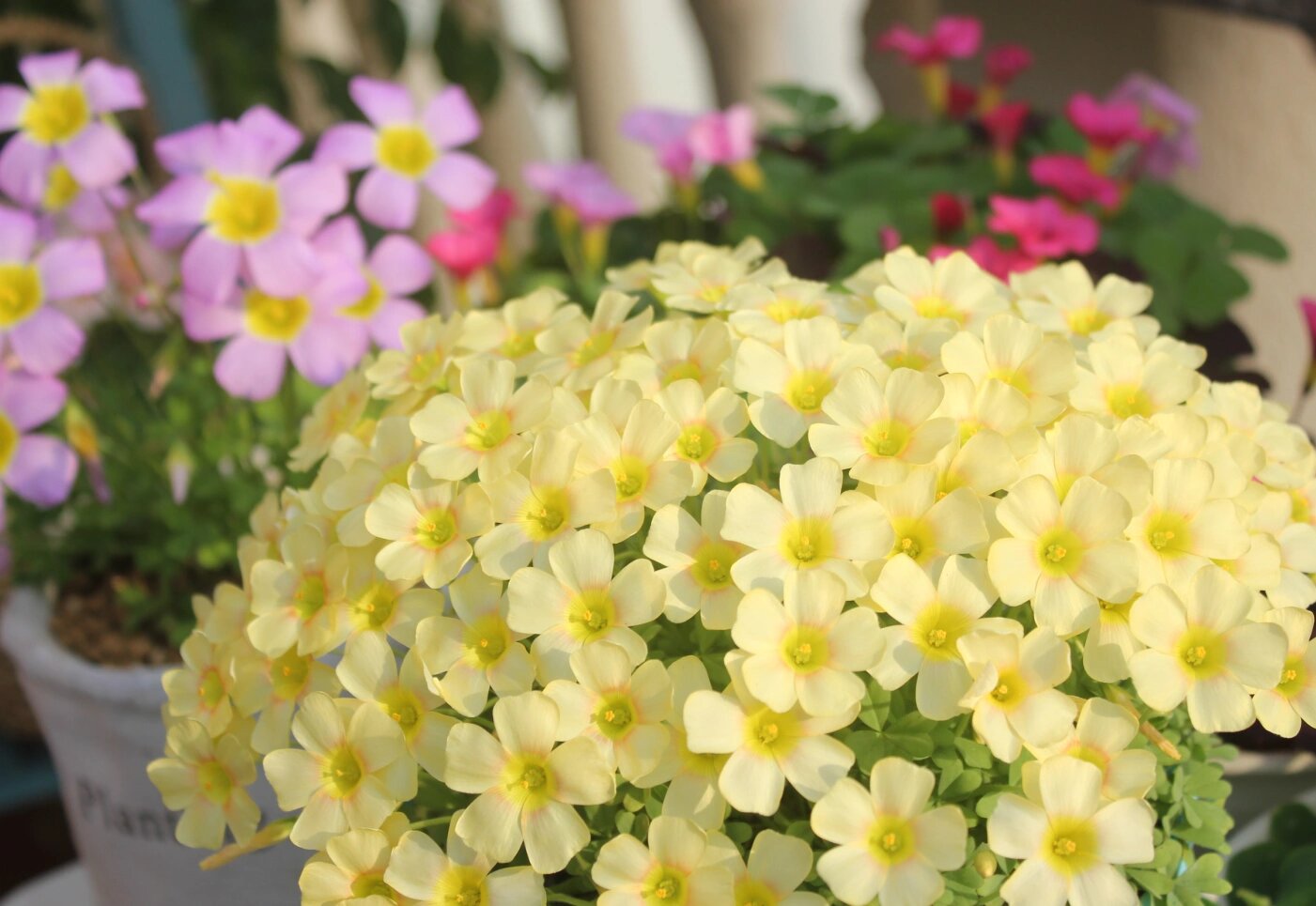 酢浆草·杏仁奶油