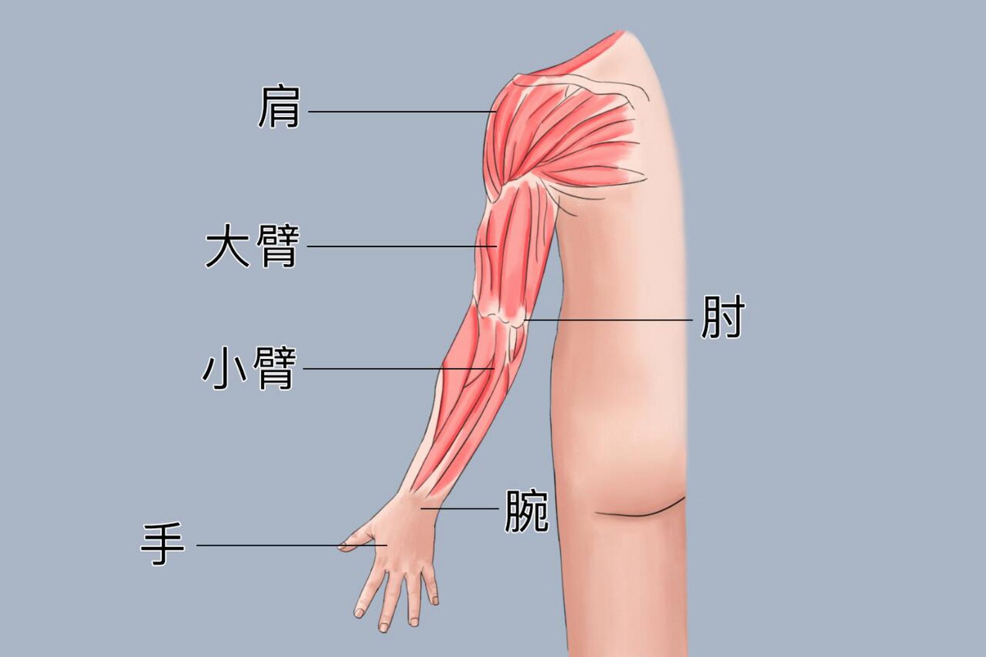 📌手臂是人体重要的组成部分,且肌肉数目较多,能够使人体完成多种