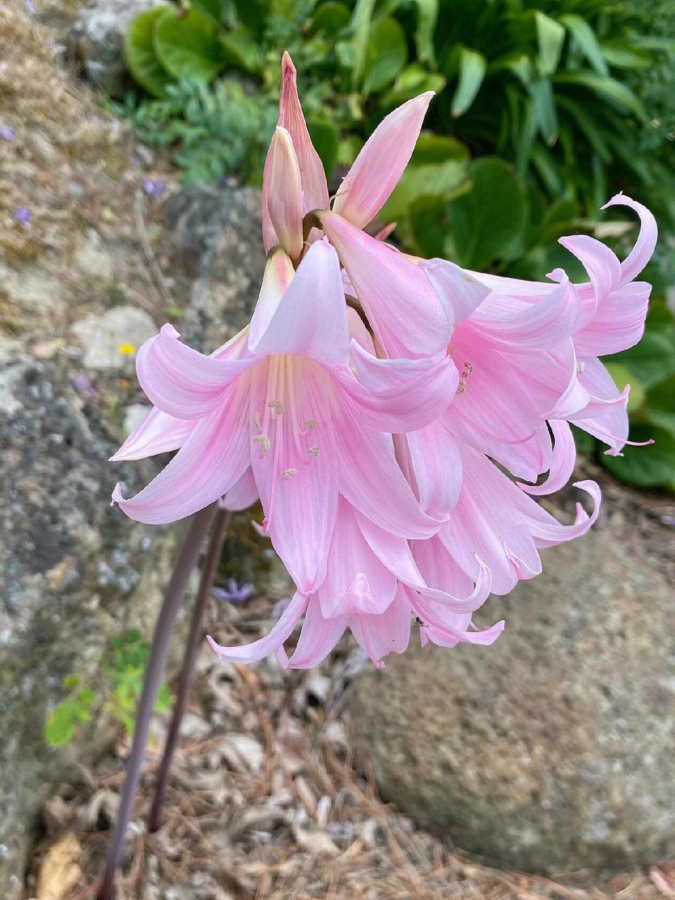 三月lily二月开 今年的南非孤挺花开的都很早,基本二月初或者中旬就