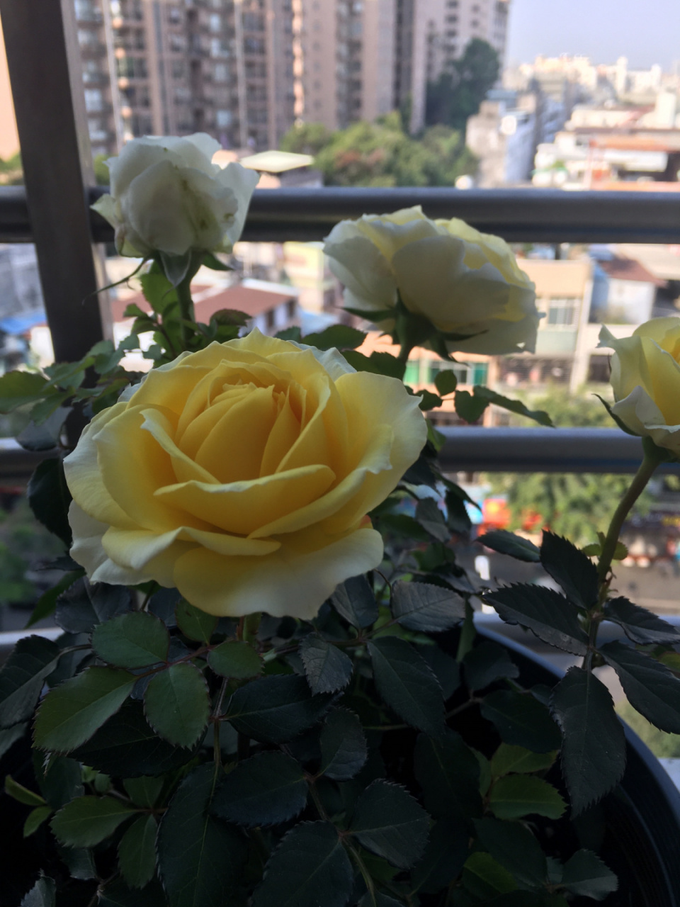 绿美人四朵全开了,花朵好大 绿美人就那么小的苗开的花好大,烈火的就