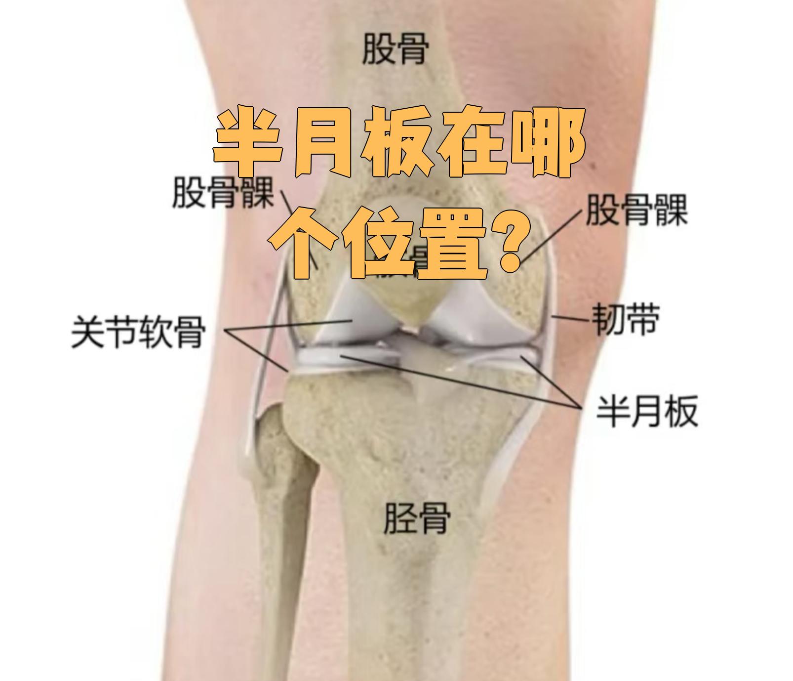 半月板就在膝关节里面,是膝关节的重要结构