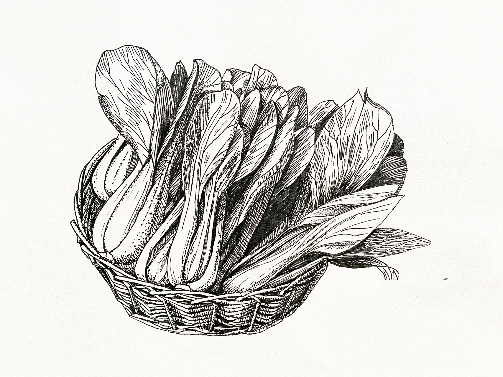 一篮小青菜—写生线描 青菜写生线描步骤: 1,图片准备 先找一些高清的