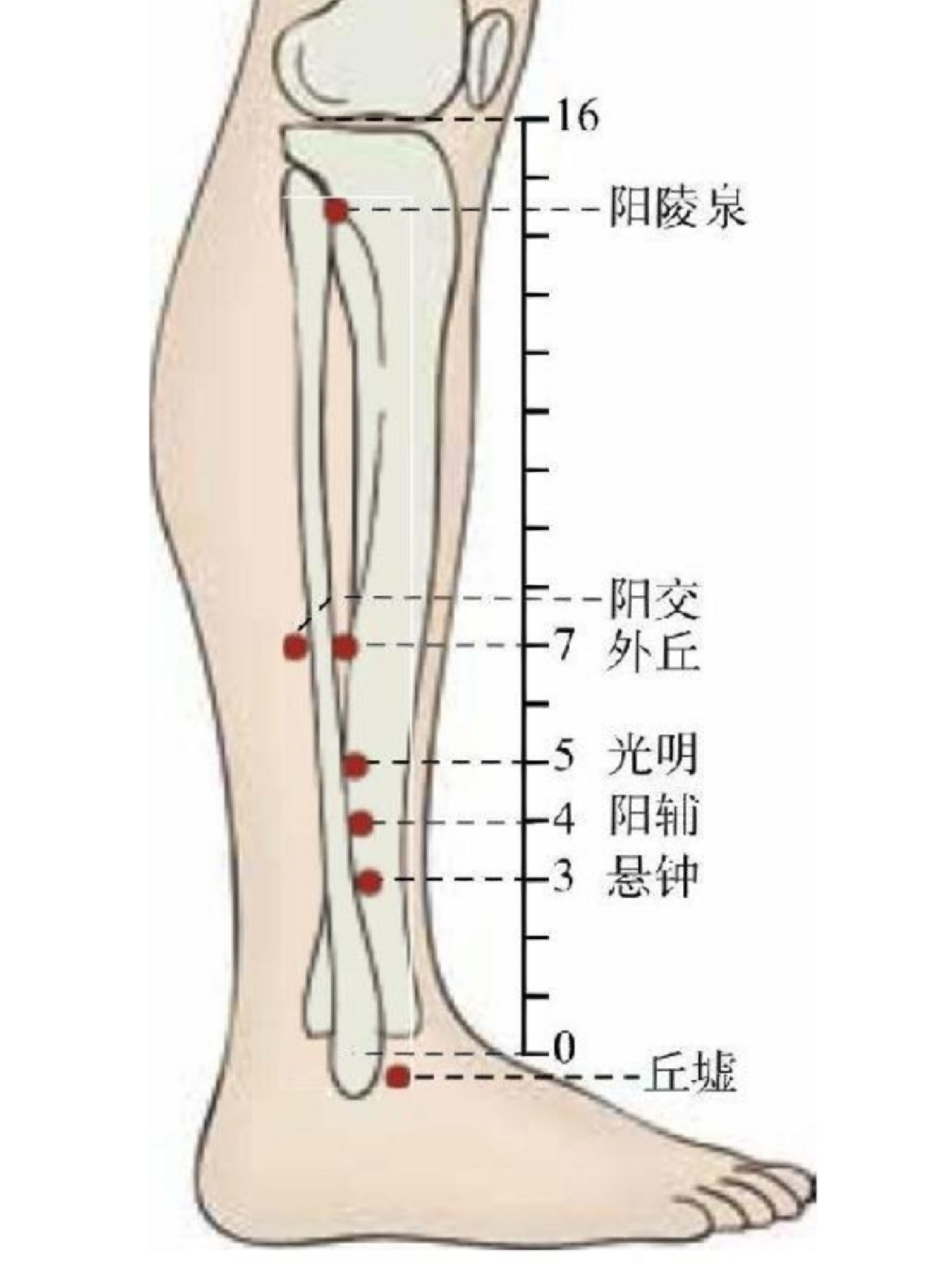 外踝尖图片