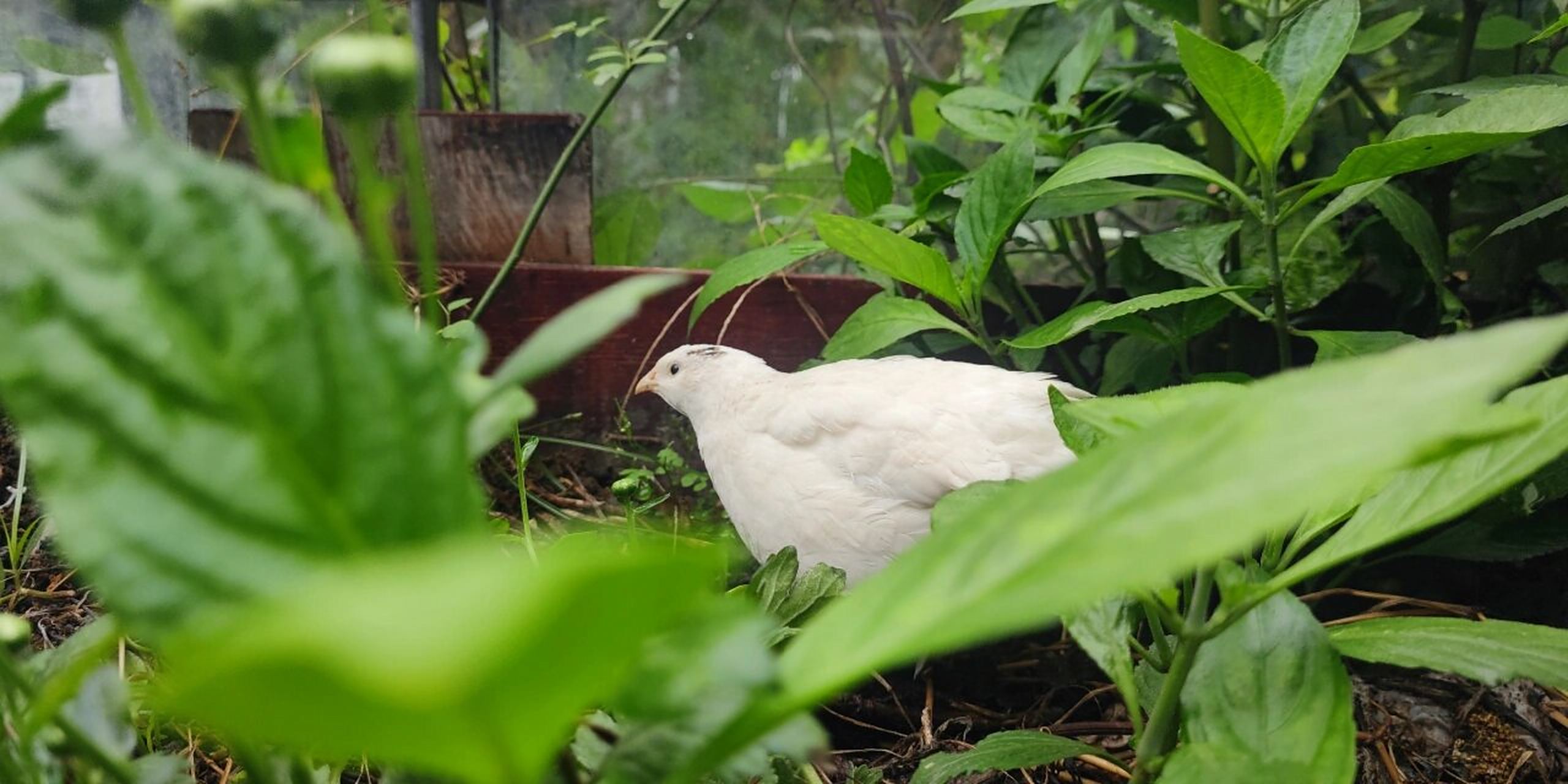 巨型白沙维鹌鹑2022.10.