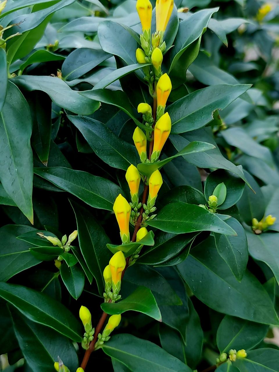 法国香水藤茉莉   土壤适宜:用松软,透气,肥沃的土壤栽培.