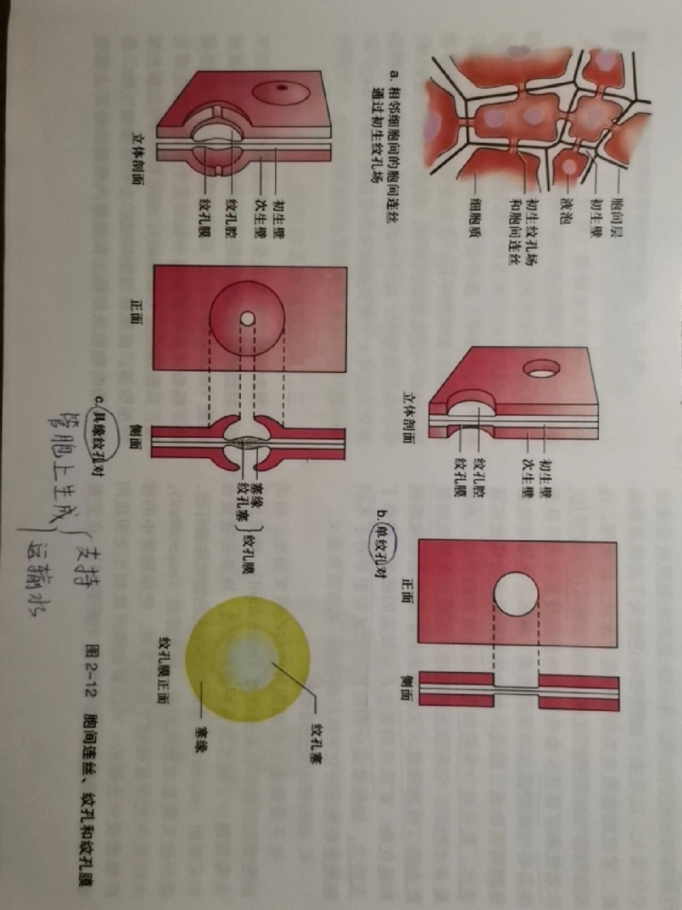 初生纹孔场:由于细胞壁生长时并不是均匀增厚的,初生壁上具有的一些