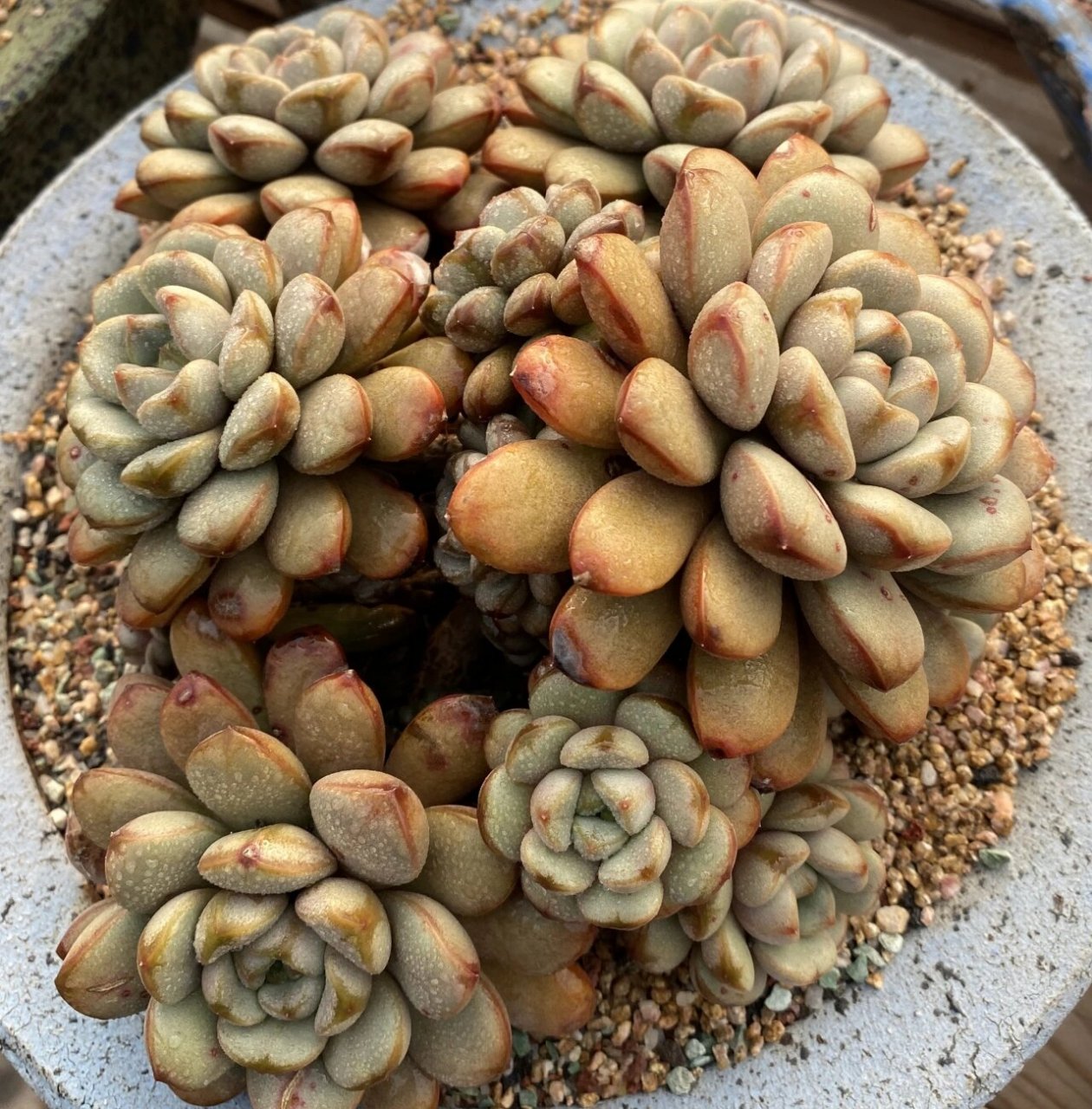 认识多肉第44天——葡萄 葡萄,又叫做红葡萄,姬葡萄,丸叶葡萄,景天科