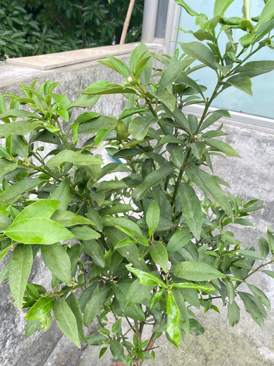 金桔树叶子发卷是为什么?