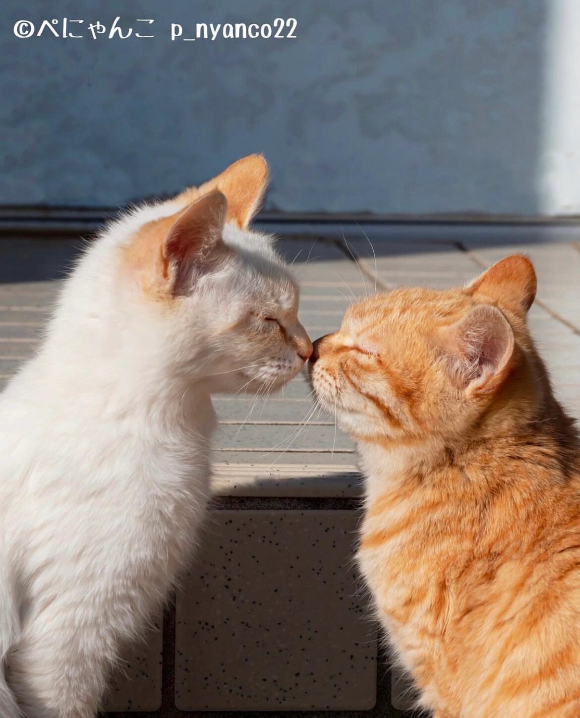 小猫咪软绵绵的吻