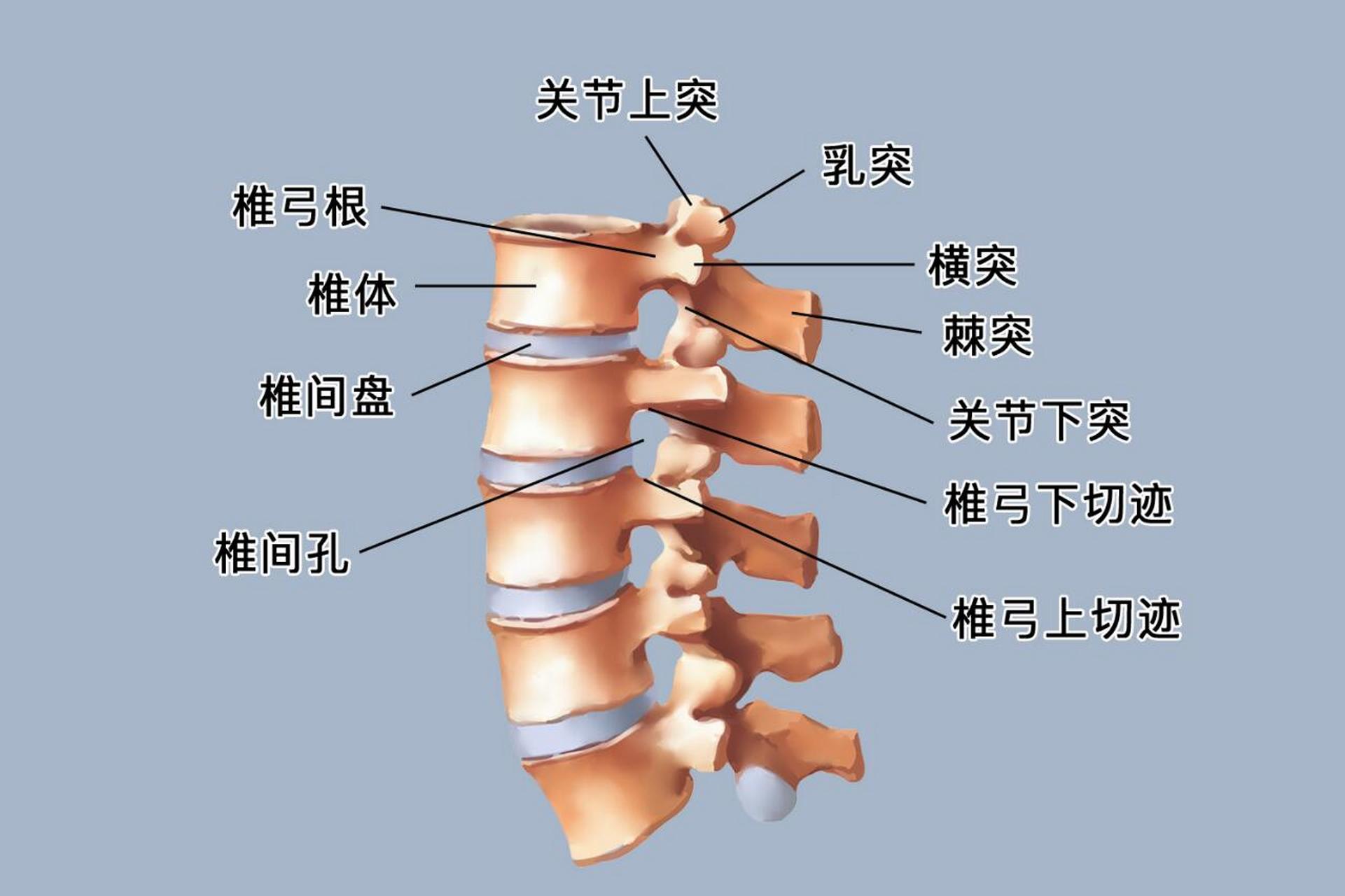 第六胸椎图片