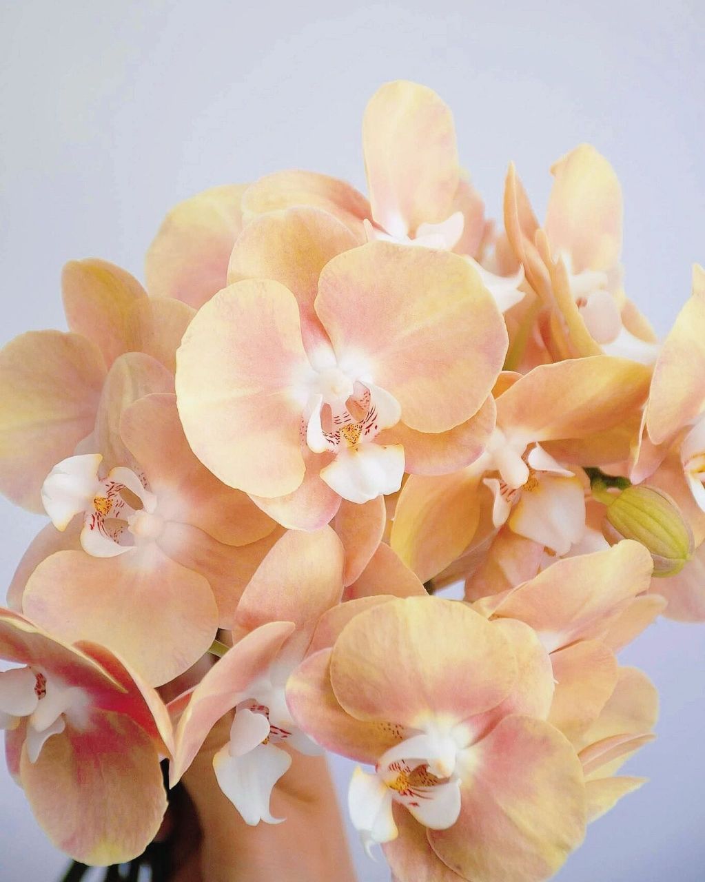 带你每天认识一种花材133 |鲑鱼色蝴蝶兰 0706花材:鲑鱼色蝴蝶兰