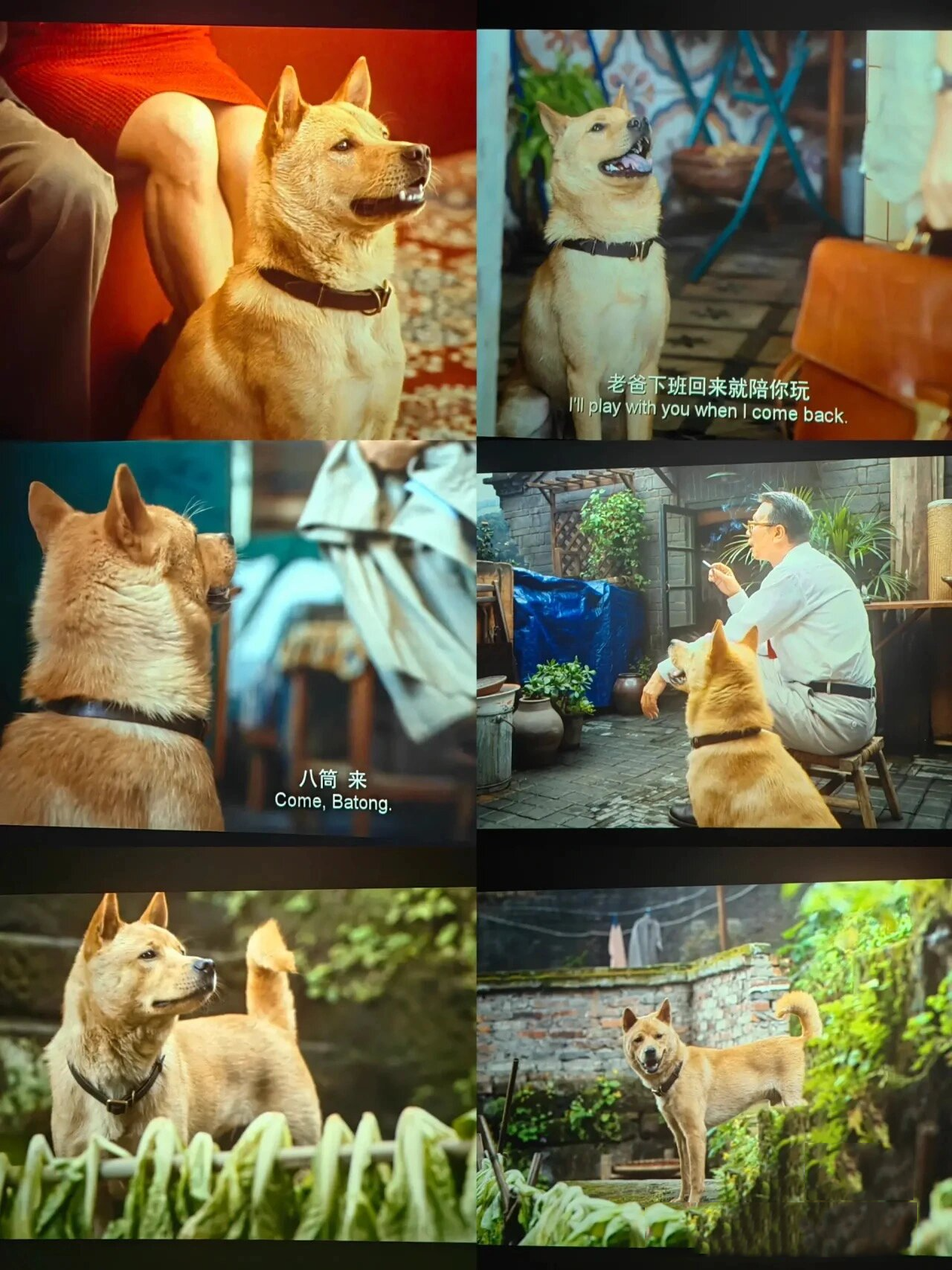 电影90 《忠犬八公》