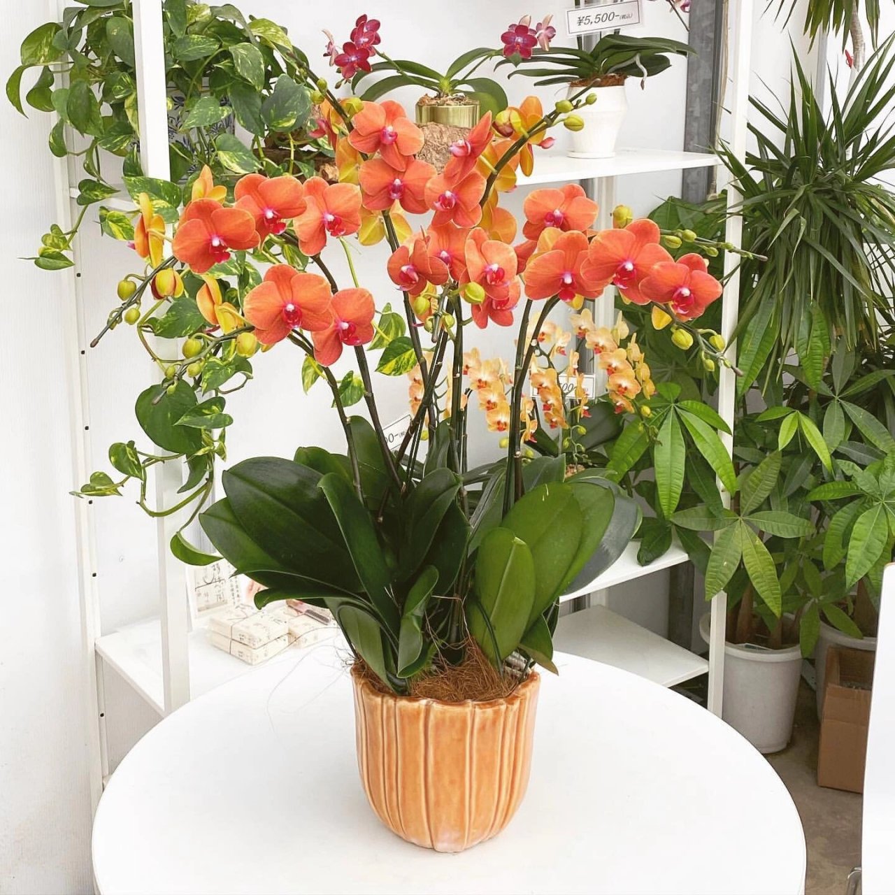 春天花会开|蝴蝶兰—金桔～独特的爱马仕橙色