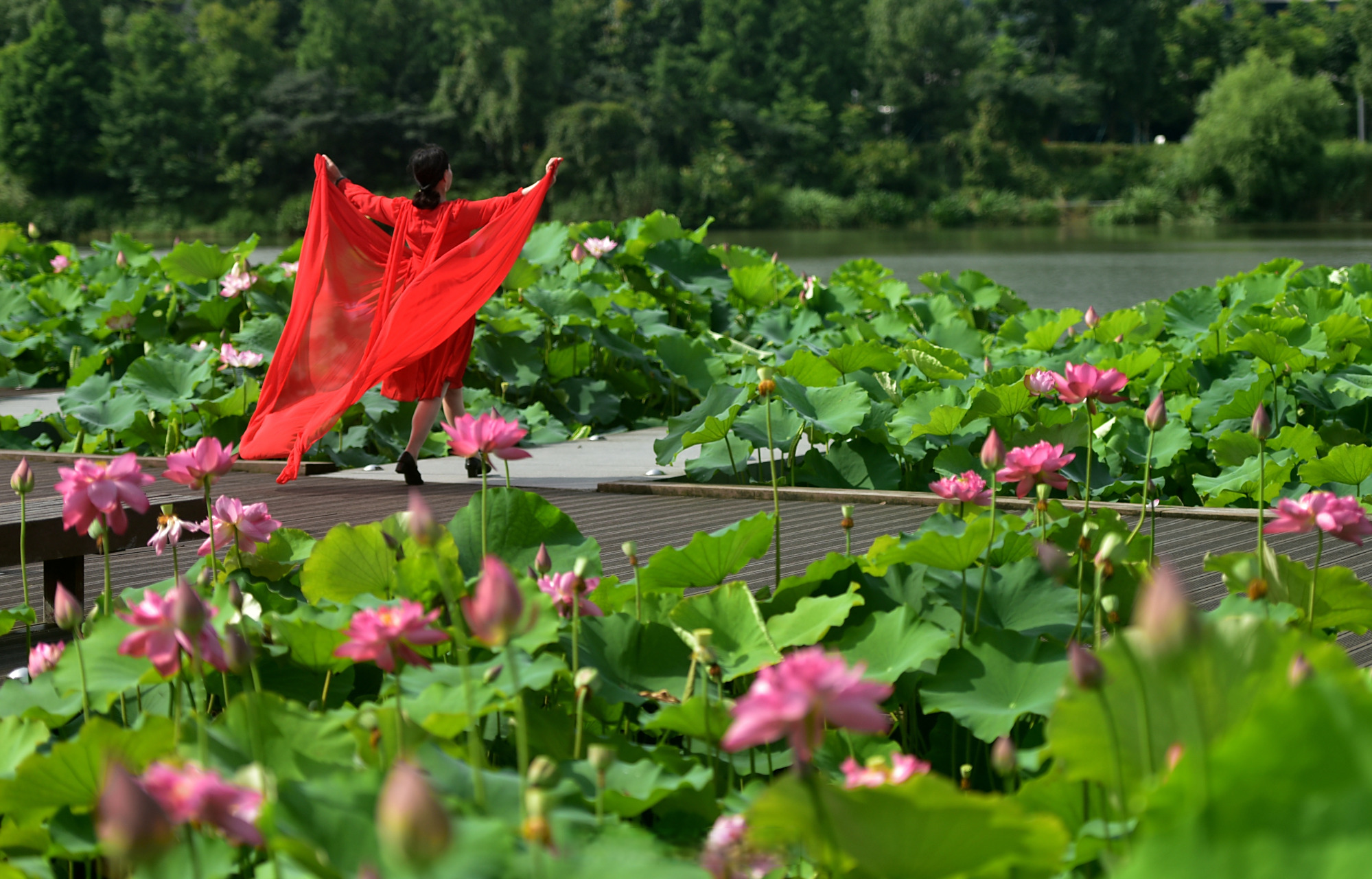 【蓝天白云 荷花蔽日】 #美丽宁波#拍摄于日月湖.(图:宁波特约摄影师 