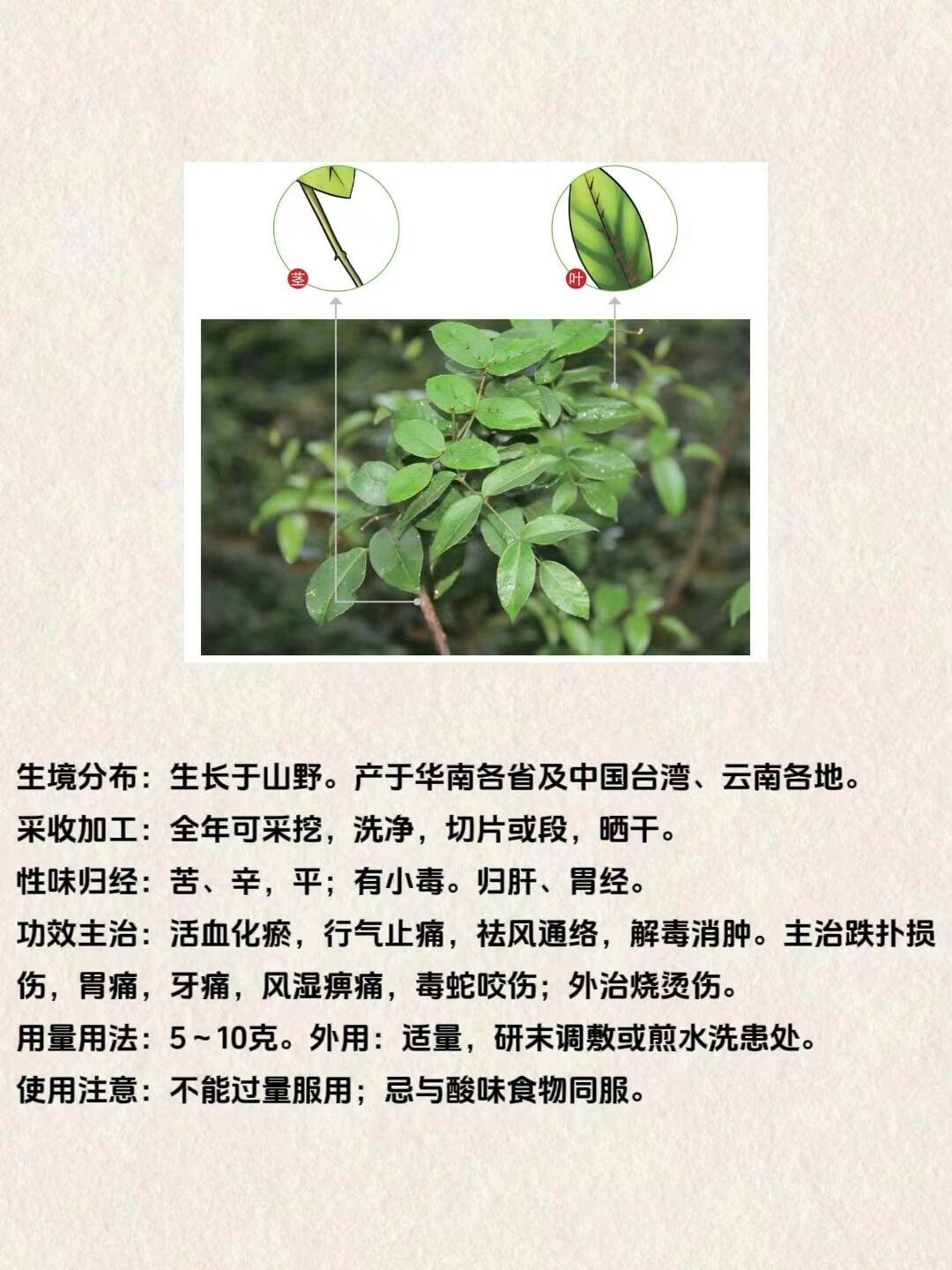 两面针草药 功效图片