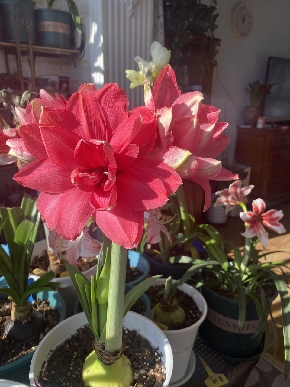 糖果仙女朱顶红 玫红色重瓣的经典品种,非常纯净的玫红色,无其他颜色