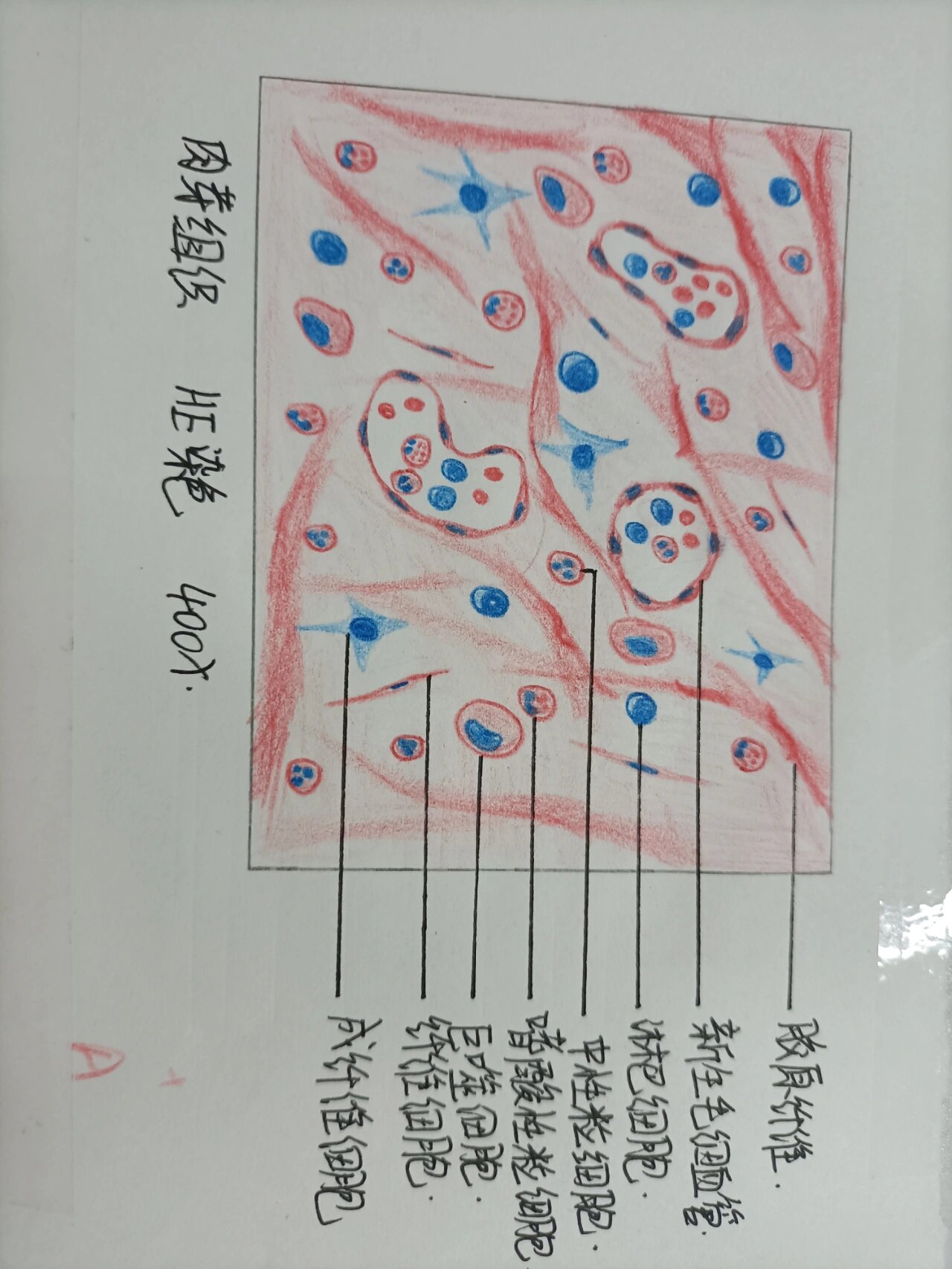普通医学生病理切片绘图