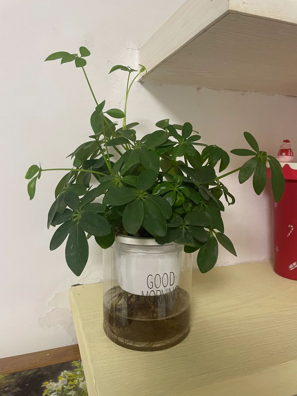 鹅掌藤生命力也太好了吧!