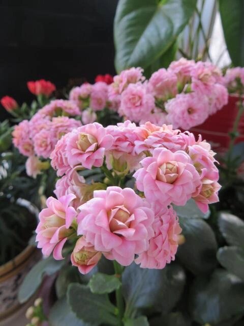长寿花的花语 #长寿花# 长寿花(学名:kalanchoe blossfeldiana poelln