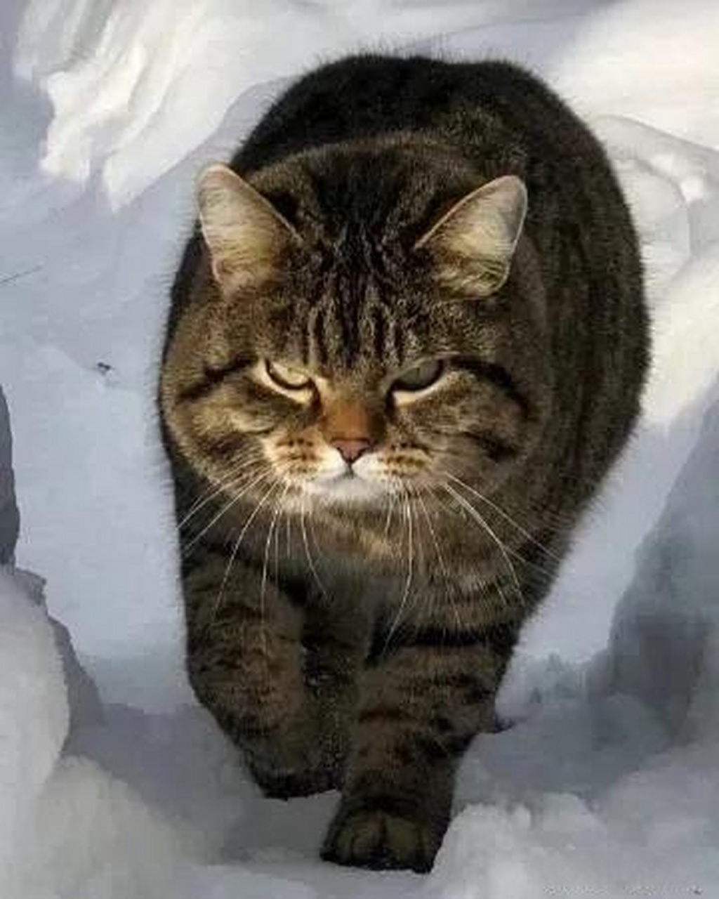 四蹄踏雪猫多少钱图片