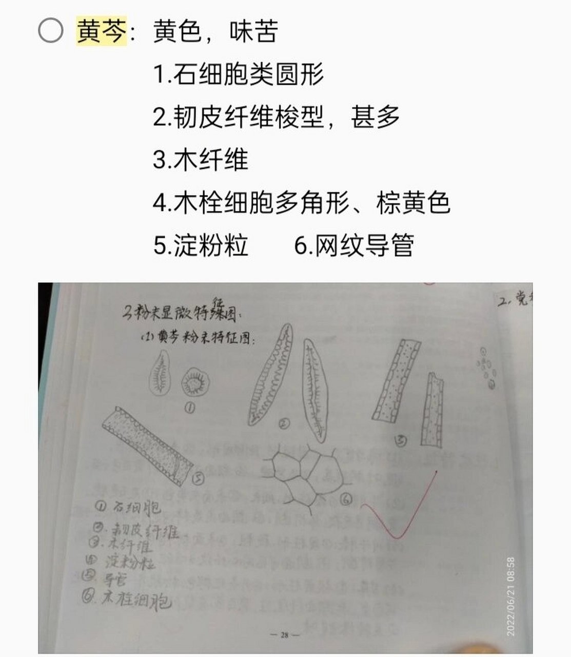 学科笔记|中药粉末显微特征鉴别 1⃣麻黄:1