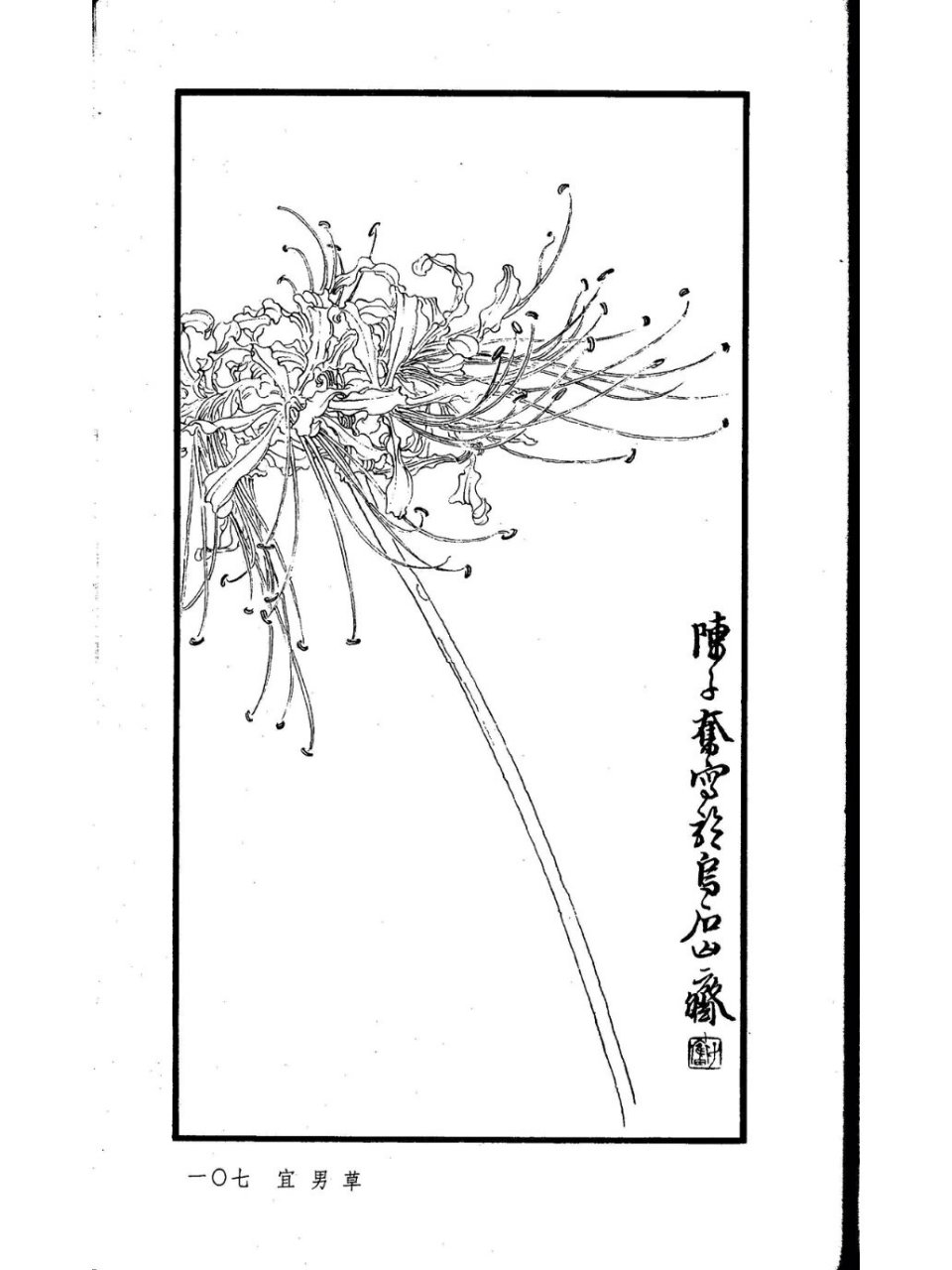 国画必学白描花卉合集 陈子奋临摹 本次共分享六张陈子奋白描花卉
