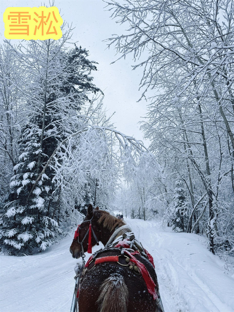 雪凇与雾凇的区别图片图片