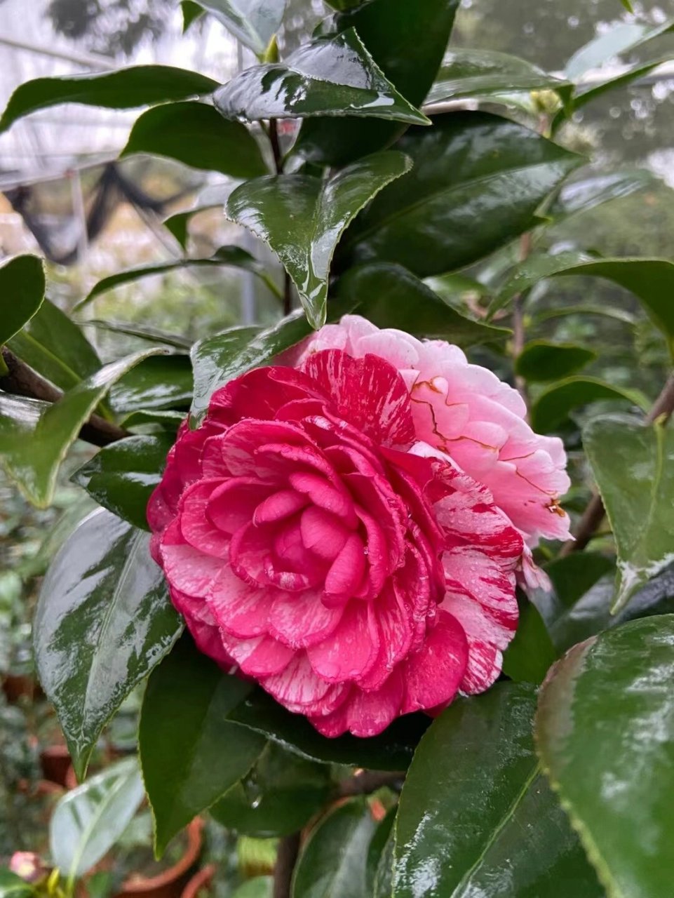 花见61潮州仙种五宝(龙骨顶) 仙种五宝,素而淡,清而雅,是茶花低头时
