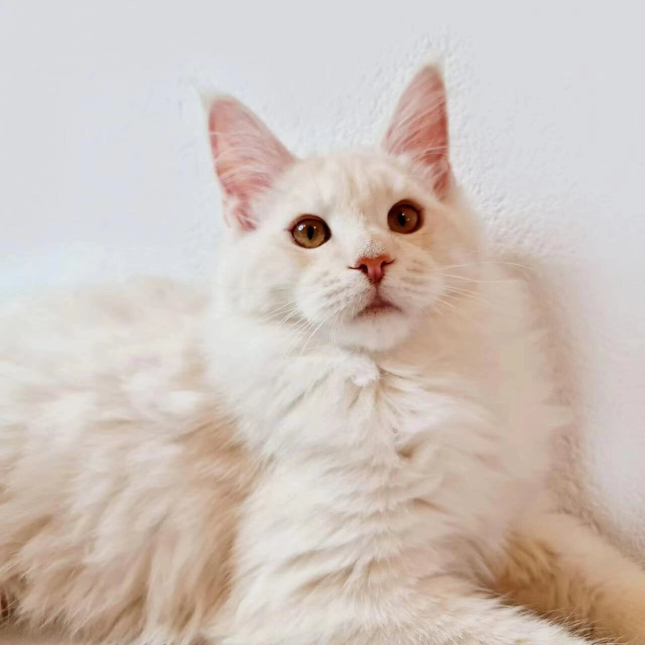 孟加拉豹猫和缅因猫的混血宝宝    爸爸是漂亮的奶油色缅因猫,妈妈是