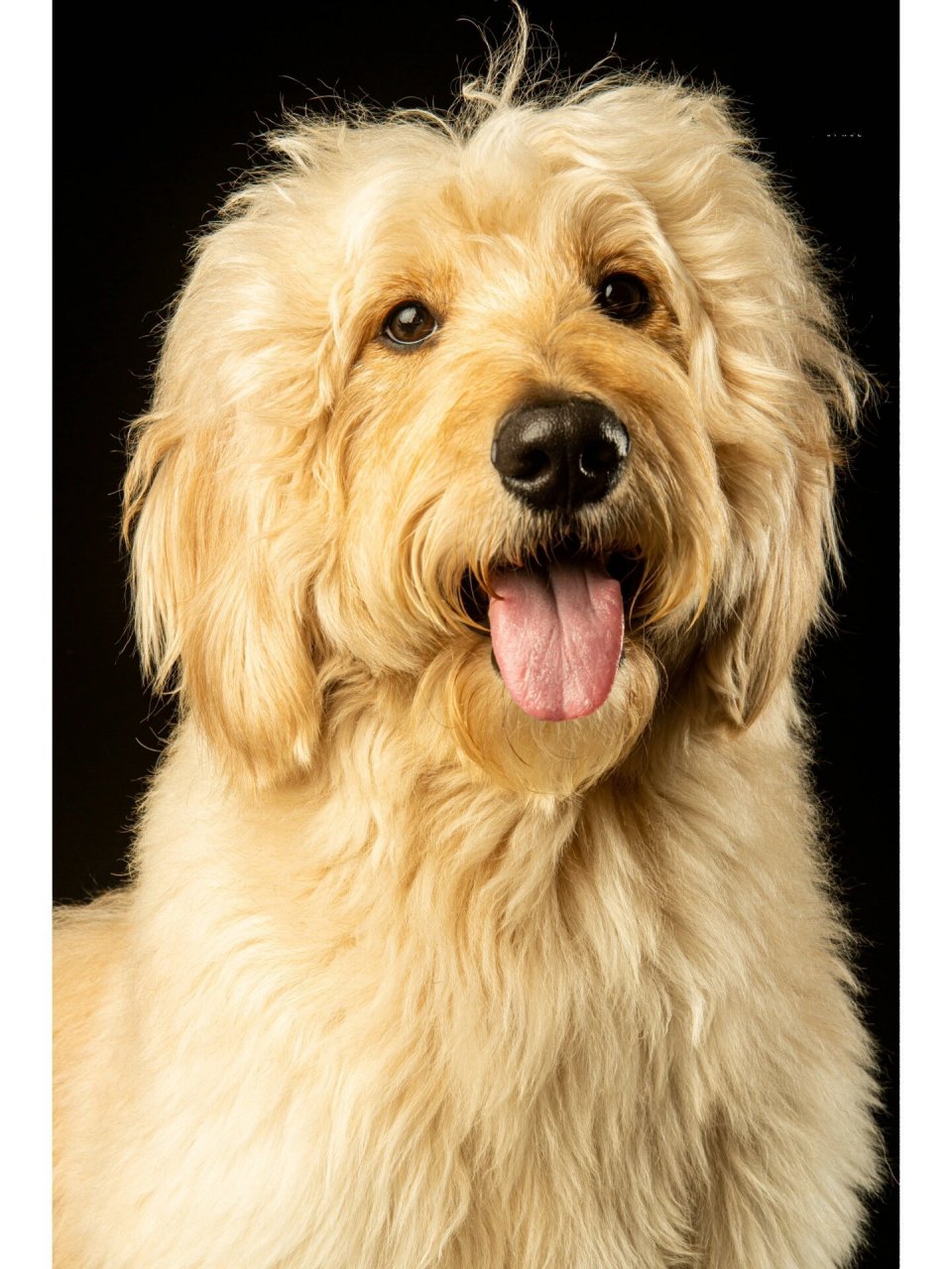 金德利犬goldendoodle 金德利犬是巨型贵宾与金毛的混血犬 这狗养了