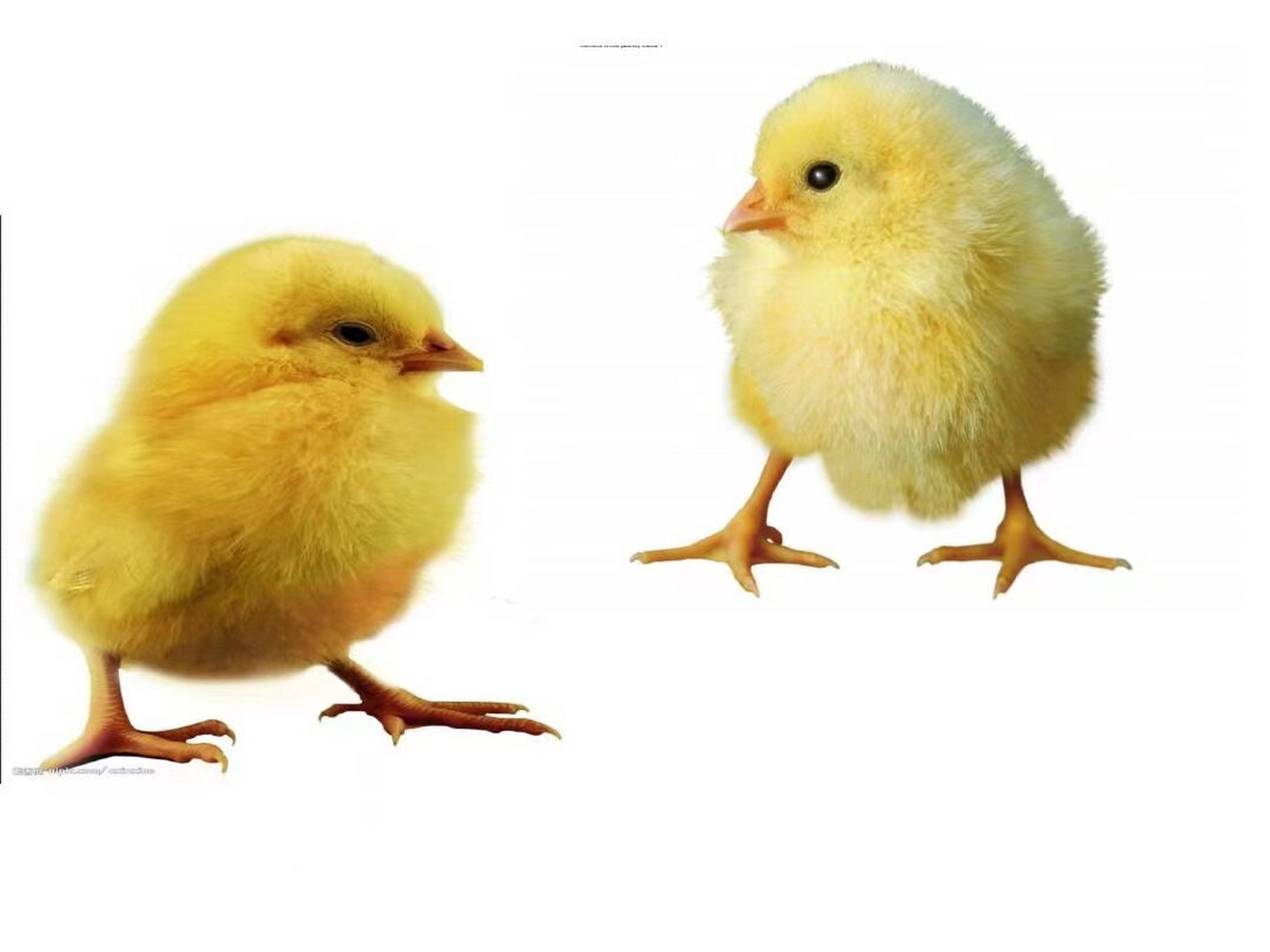 小鸡和小鸭ppt 幼儿园语言领域《小鸡和小鸭》ppt