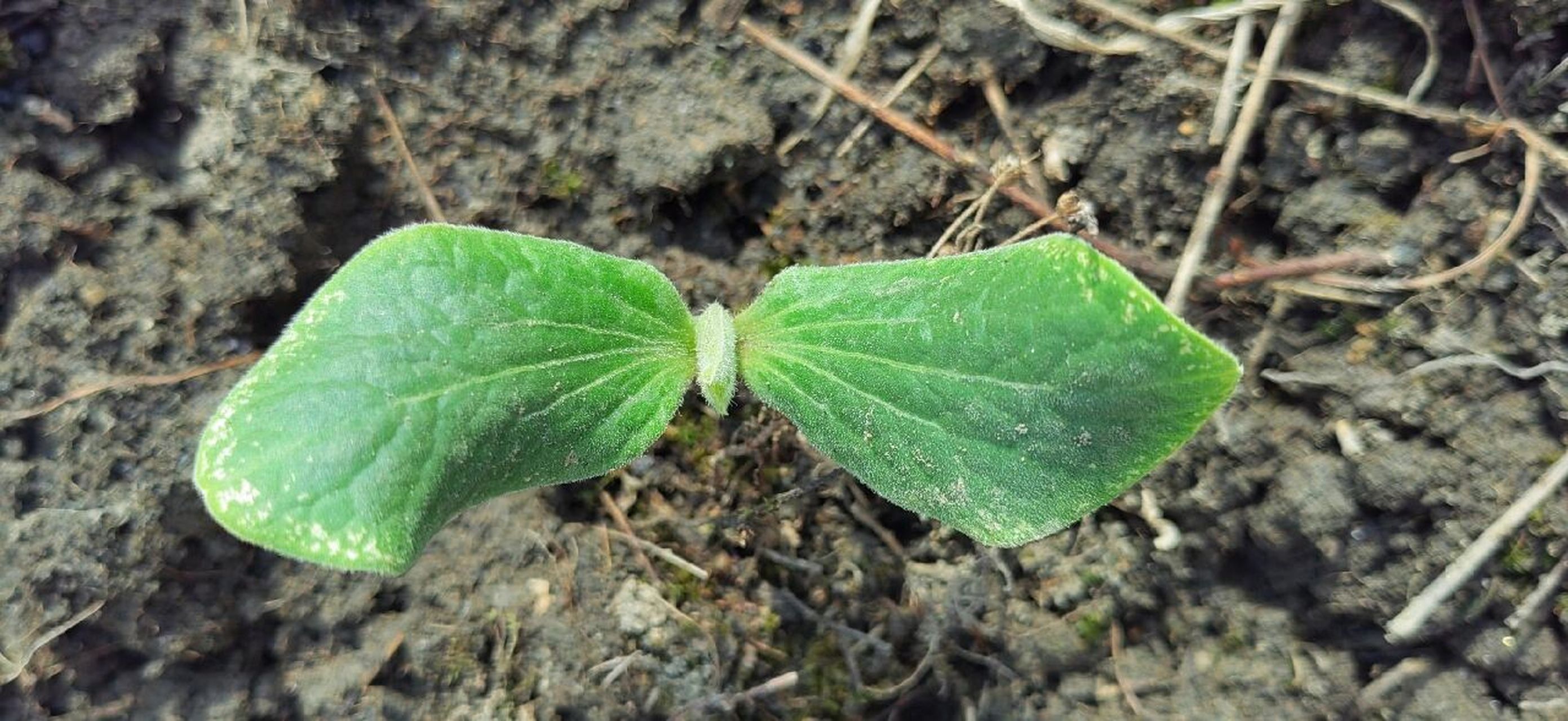种西瓜第14天 | 自然笔记(6)  day14,西瓜苗种下两周啦,高度貌似没