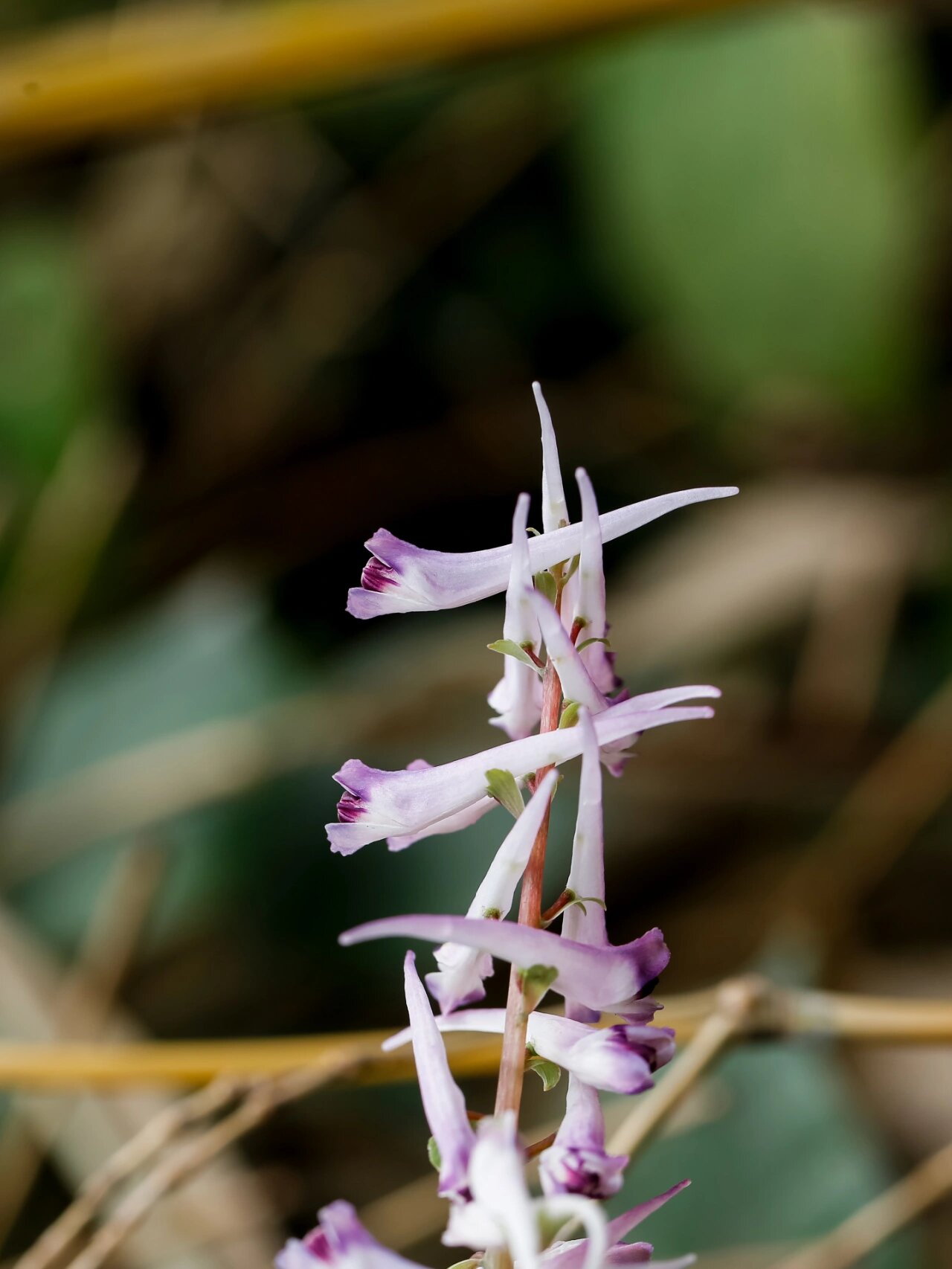 荒野之花||珠芽尖距紫堇,从赏叶到养花