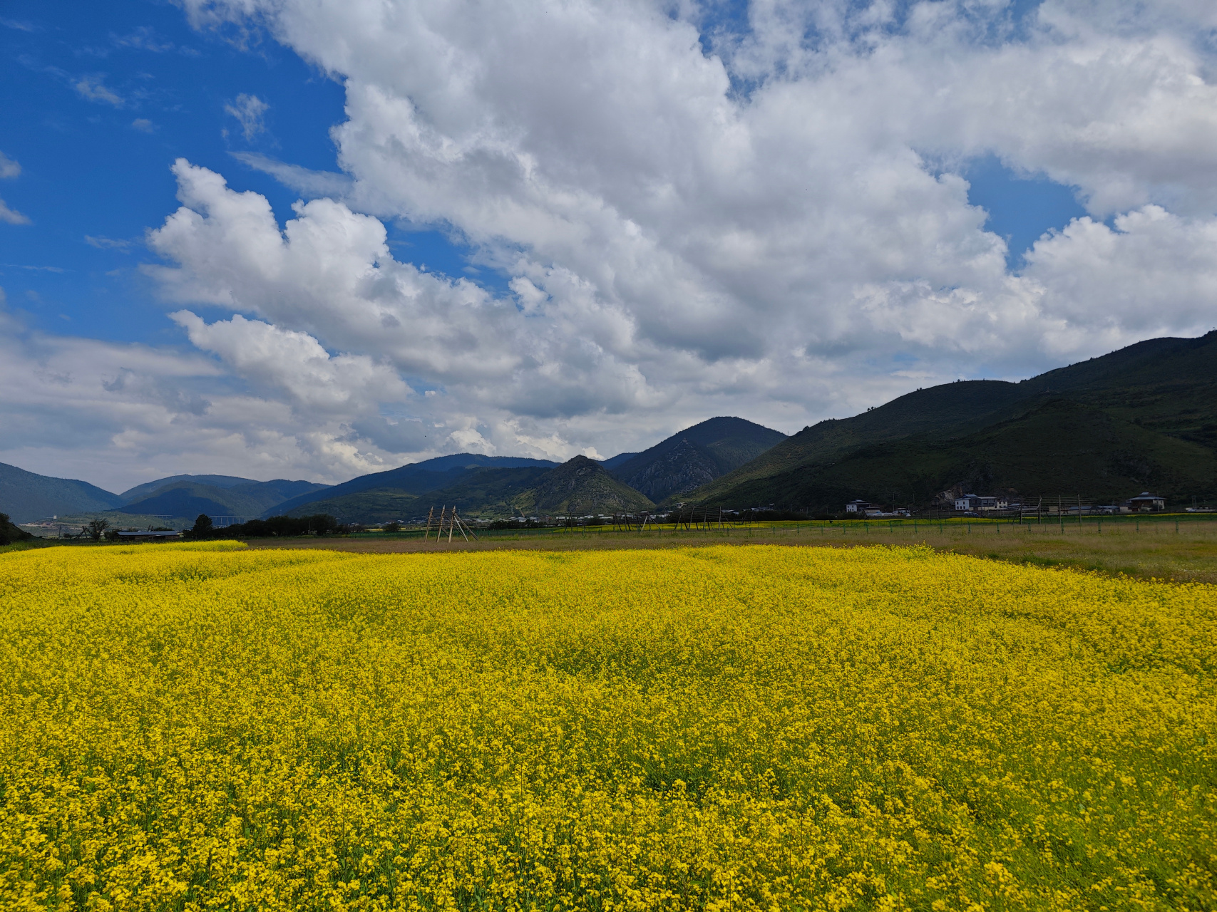 纳帕海大草原图片