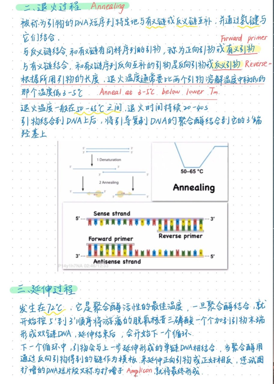 pcr复制三次过程图图片