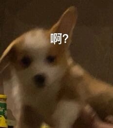 傻小狗柯基表情包