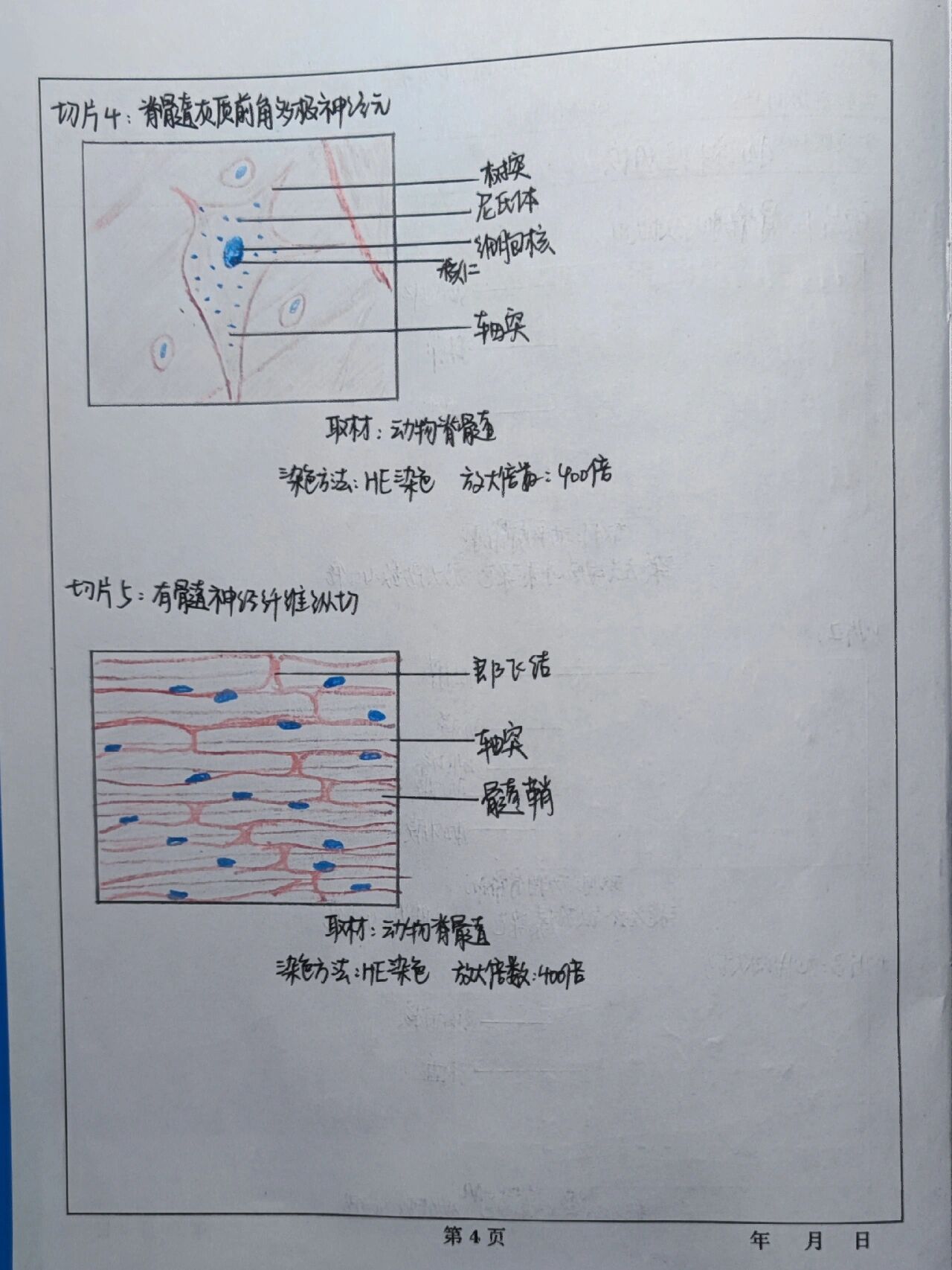 心肌纤维纵切面手绘图图片