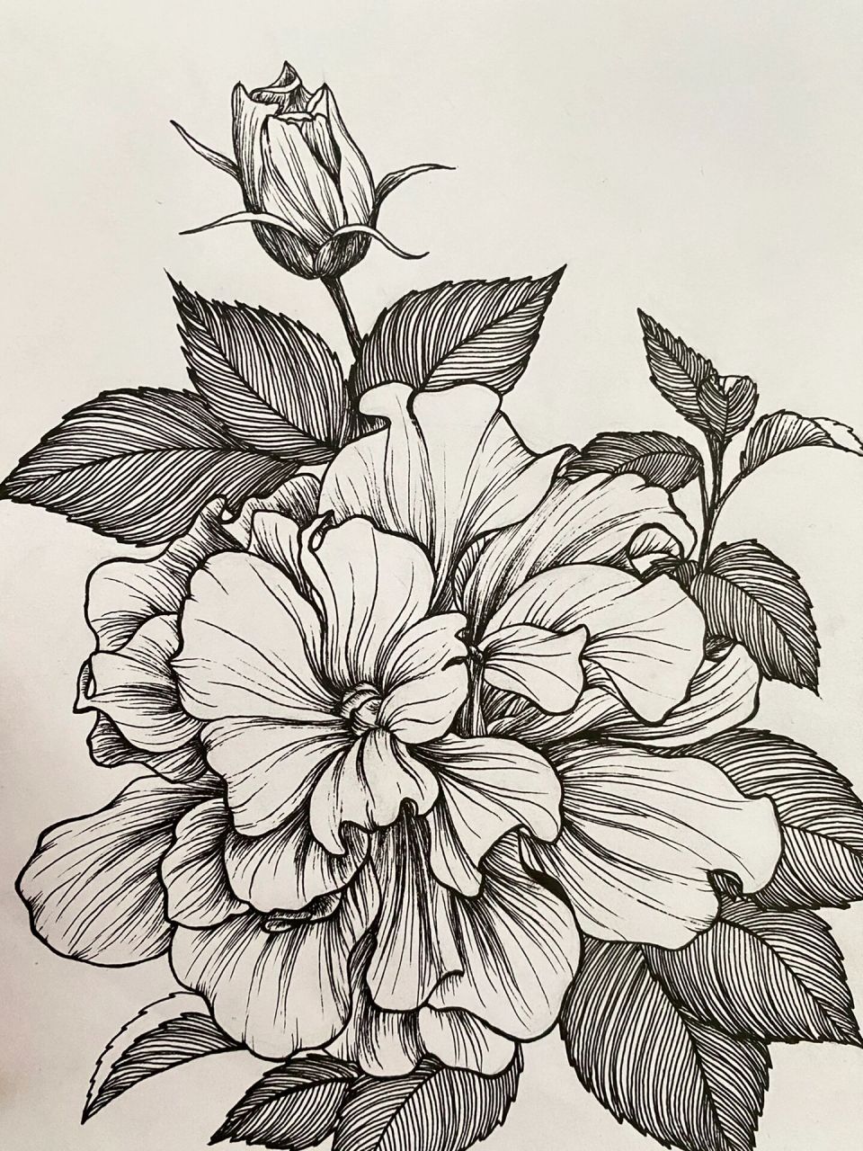 植物写生篇20(内附写生原图) 每日一画,每日一花