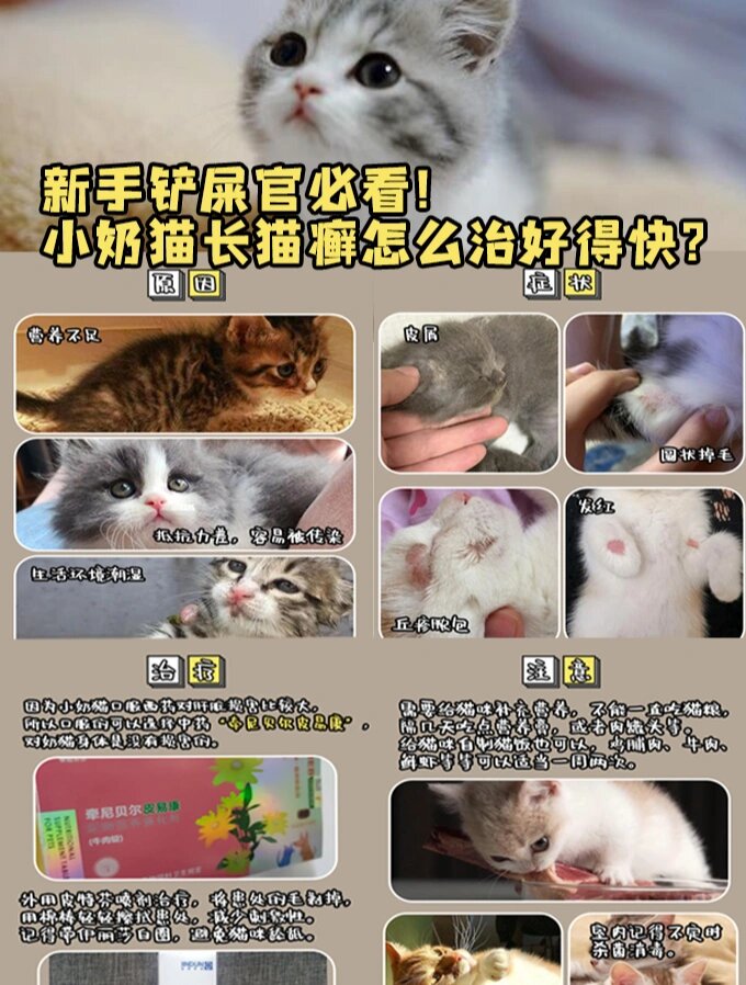 猫癣初期怎么治图片