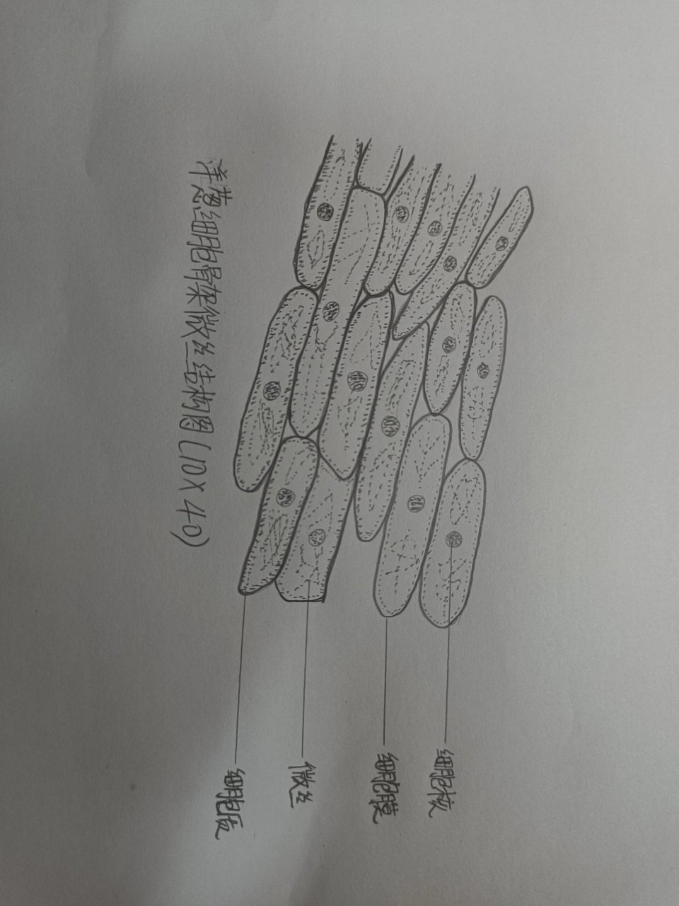 洋葱细胞骨架微丝结构图