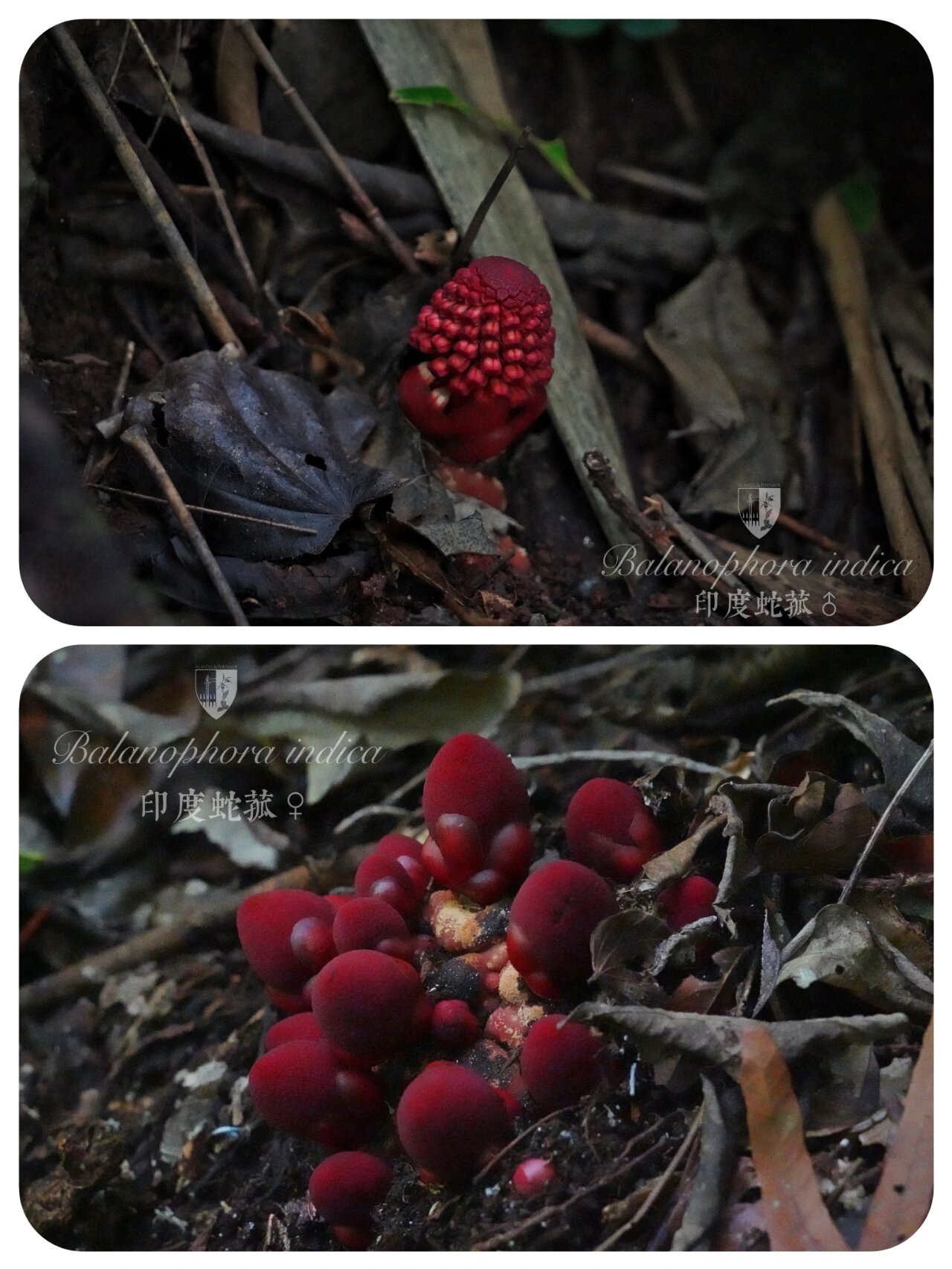 全寄生植物:印度蛇菰,喀斯特雨林的遗珠     这种形如真菌的诡异植物