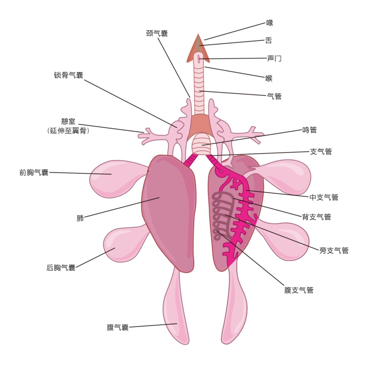 腔肠动物呼吸方式图片