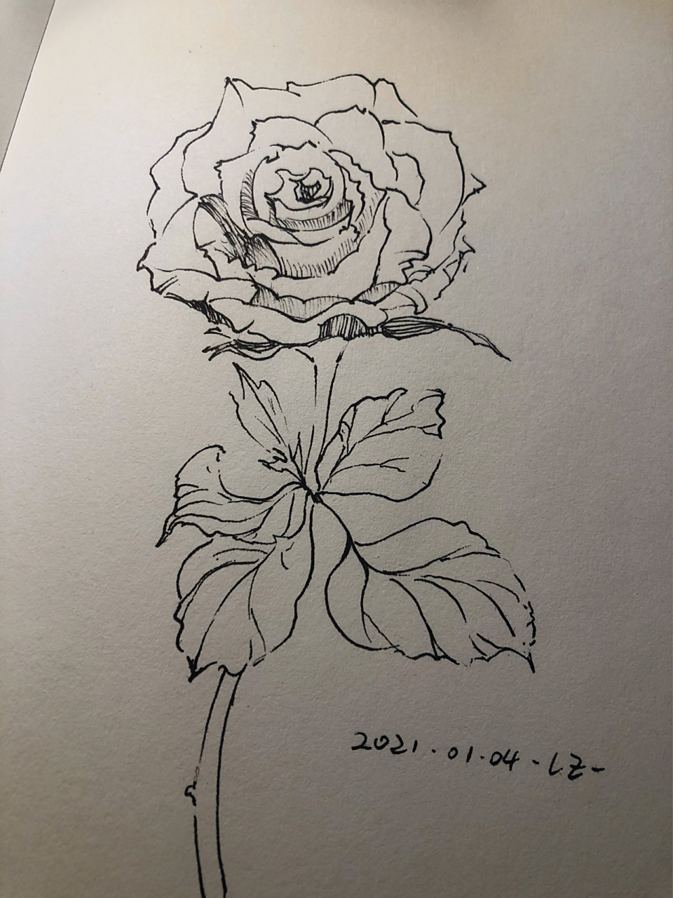 手绘日常·玫瑰花线稿95 从花心开始画的.