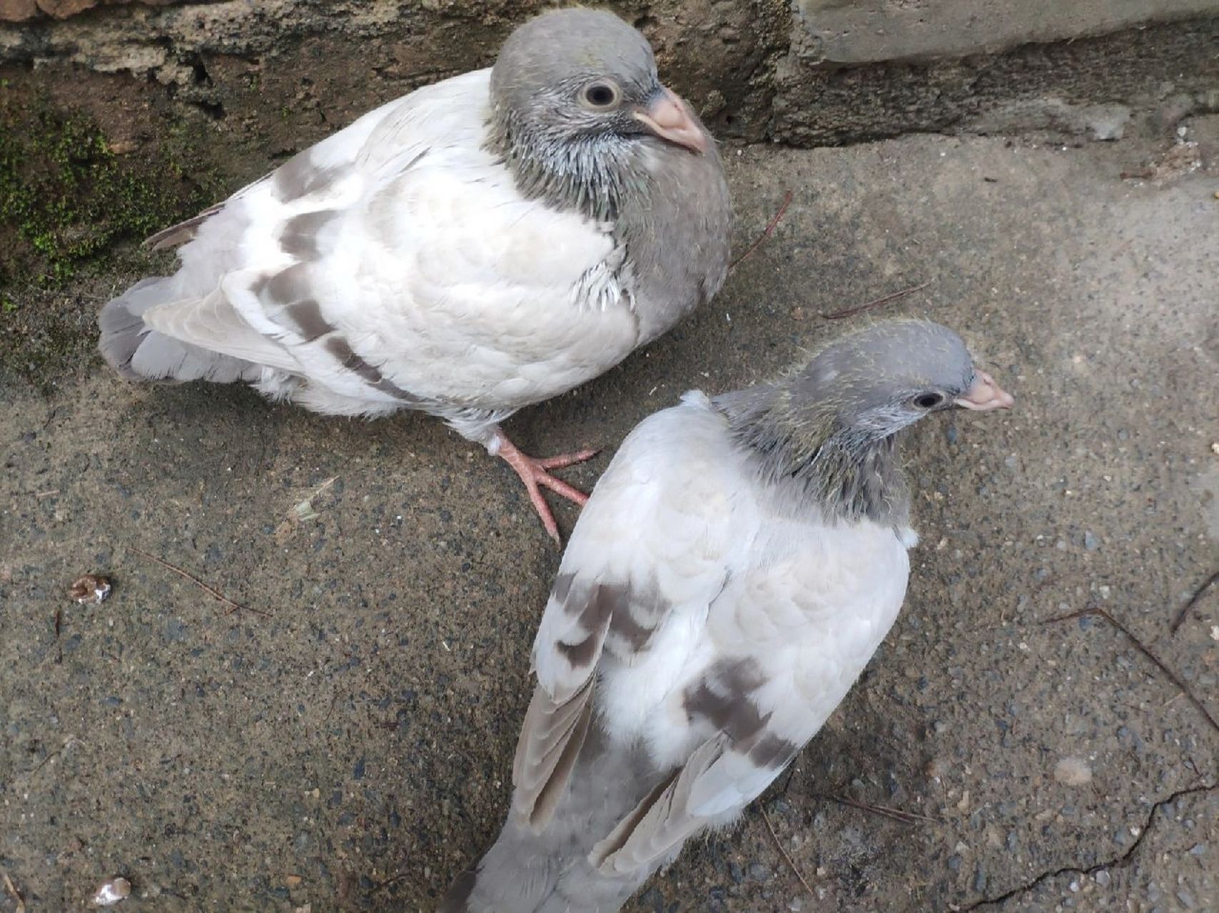 小鸽子25天了 24天下窝的,会自己啄食但是看到大鸽子还是会讨食,喝水