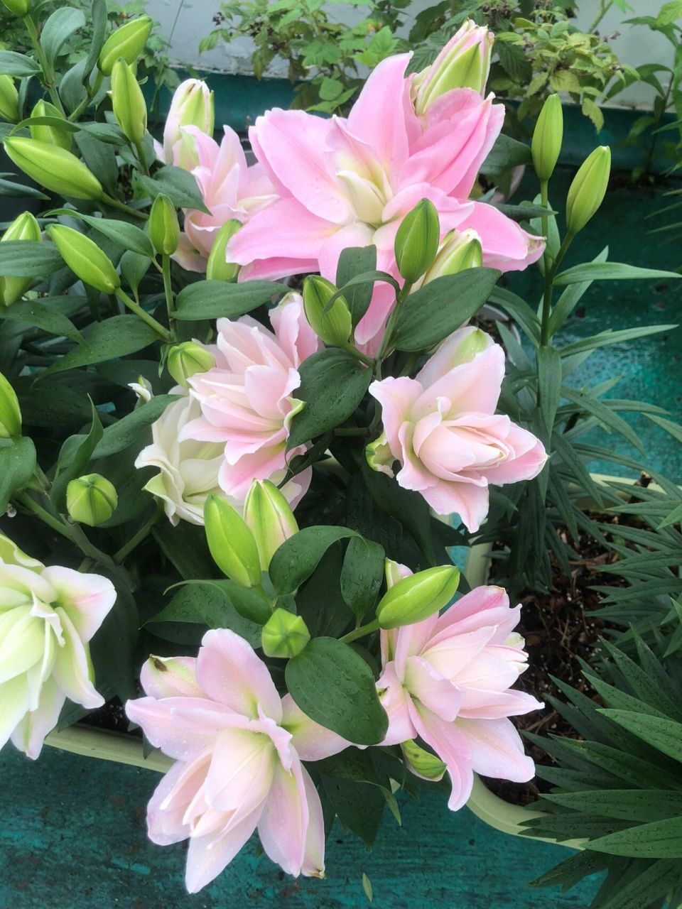 重瓣百合———伊迪莎 满满的一个个跟小灯泡一样的花苞陆续打开了